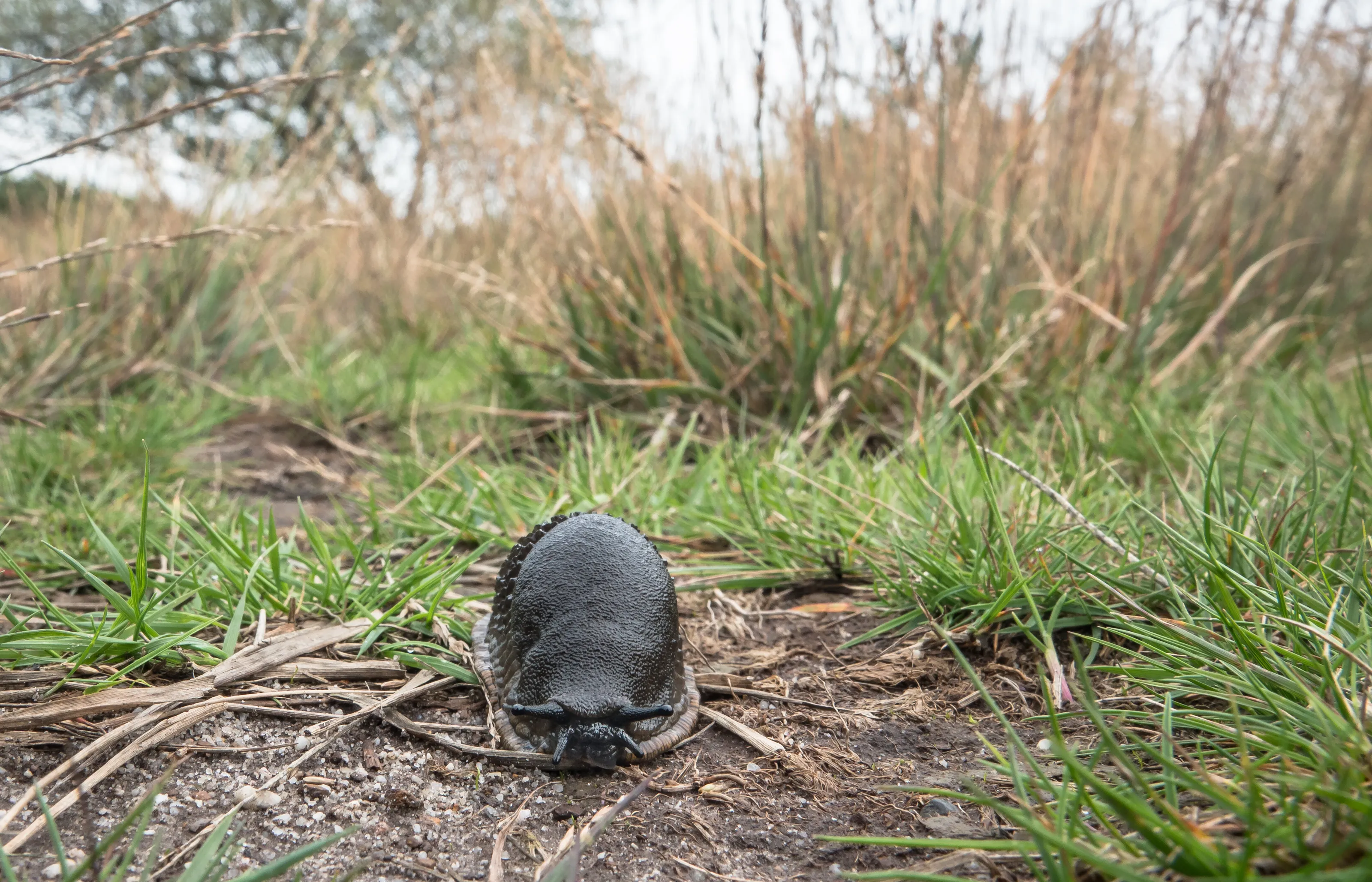 Black slug