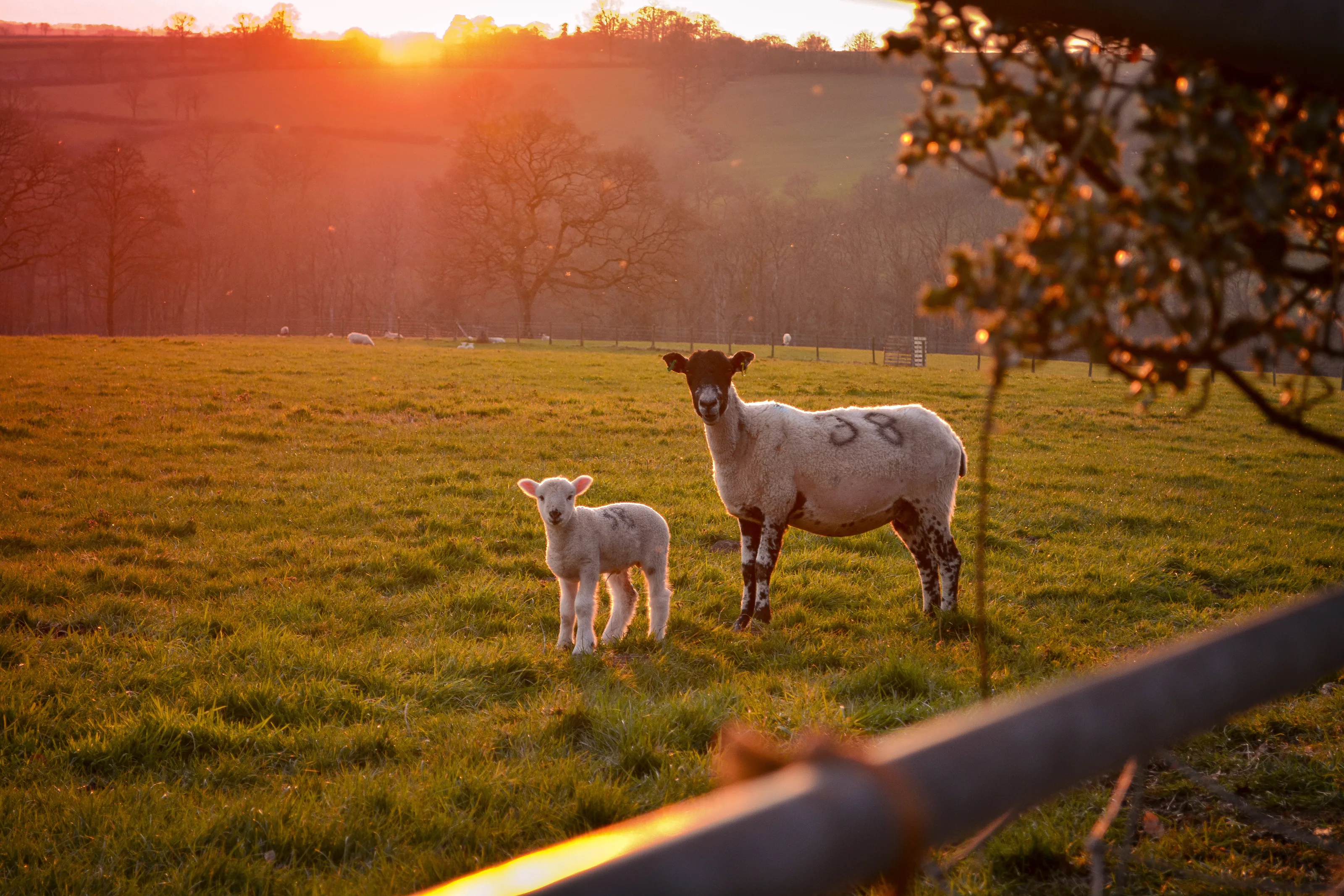 Lambing season 🐑