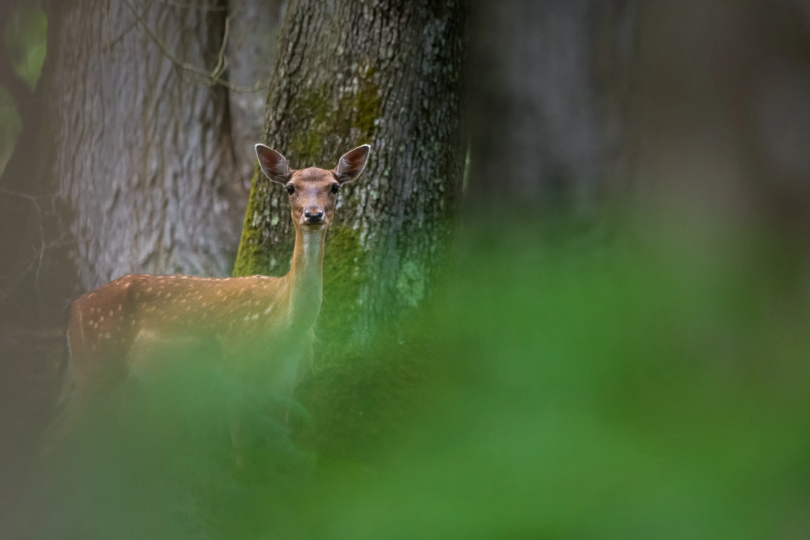 Through the trees