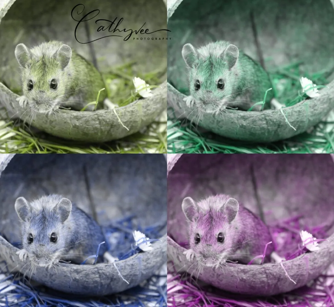 Rescue Wood Mouse ' Little Cheese '
