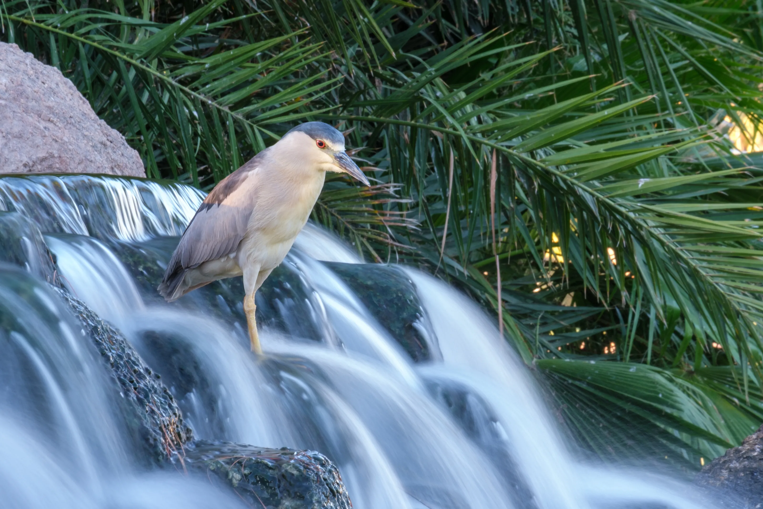Black-crowned night heron