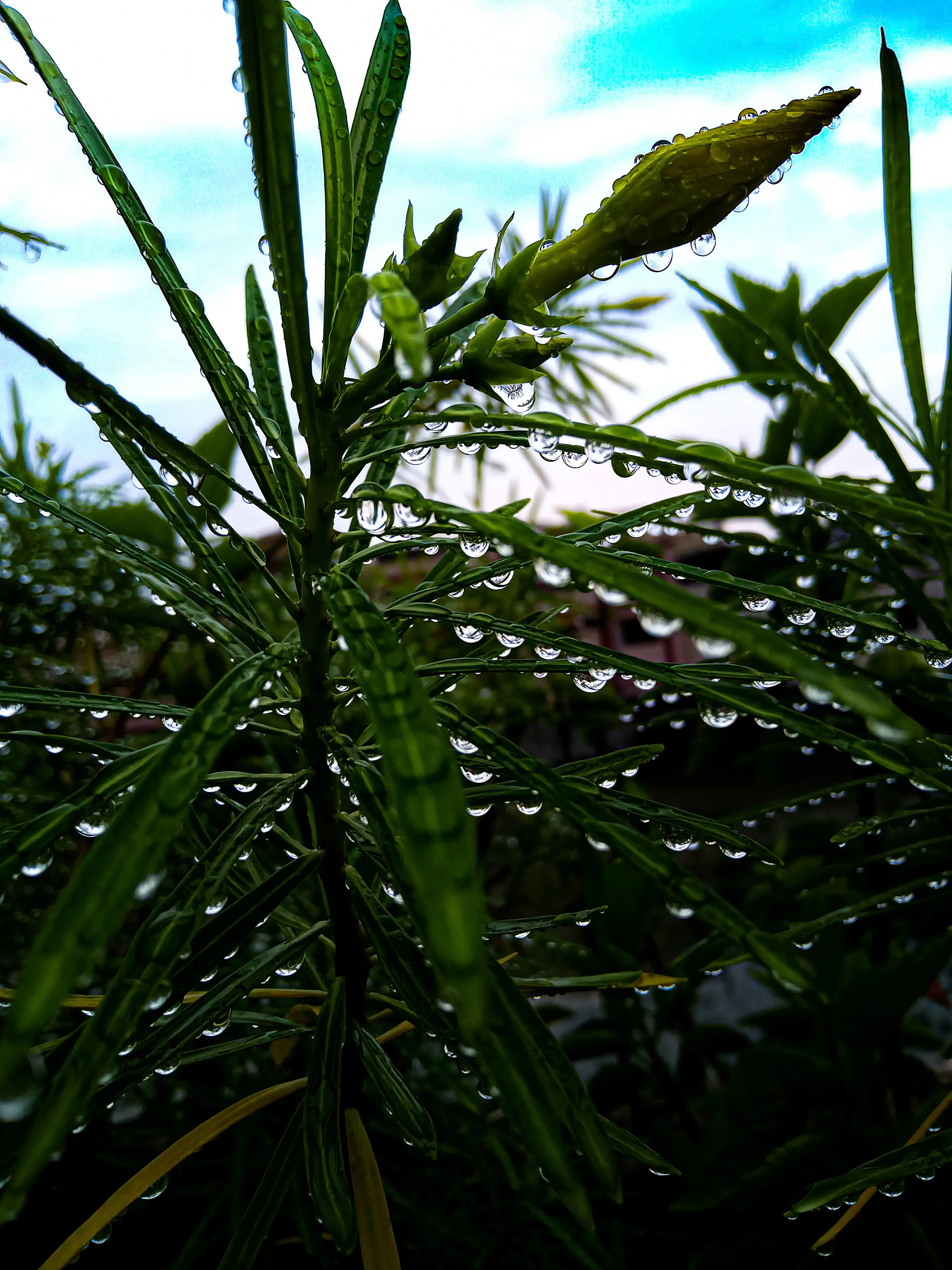Droplet leaves