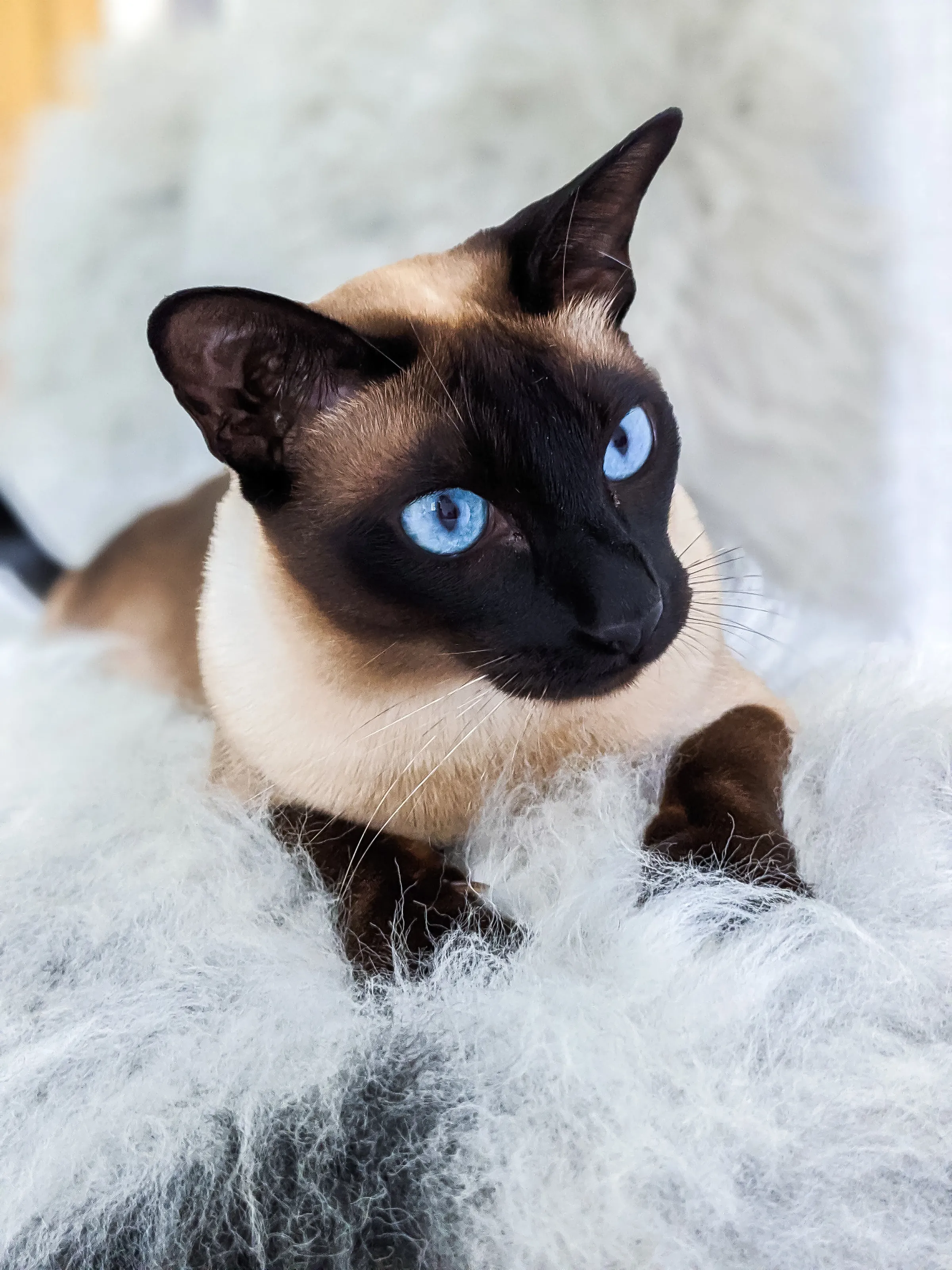 Tonkinese cat