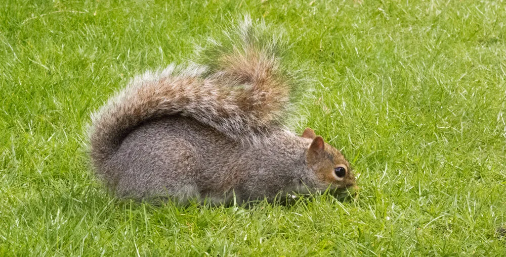 Squirrel