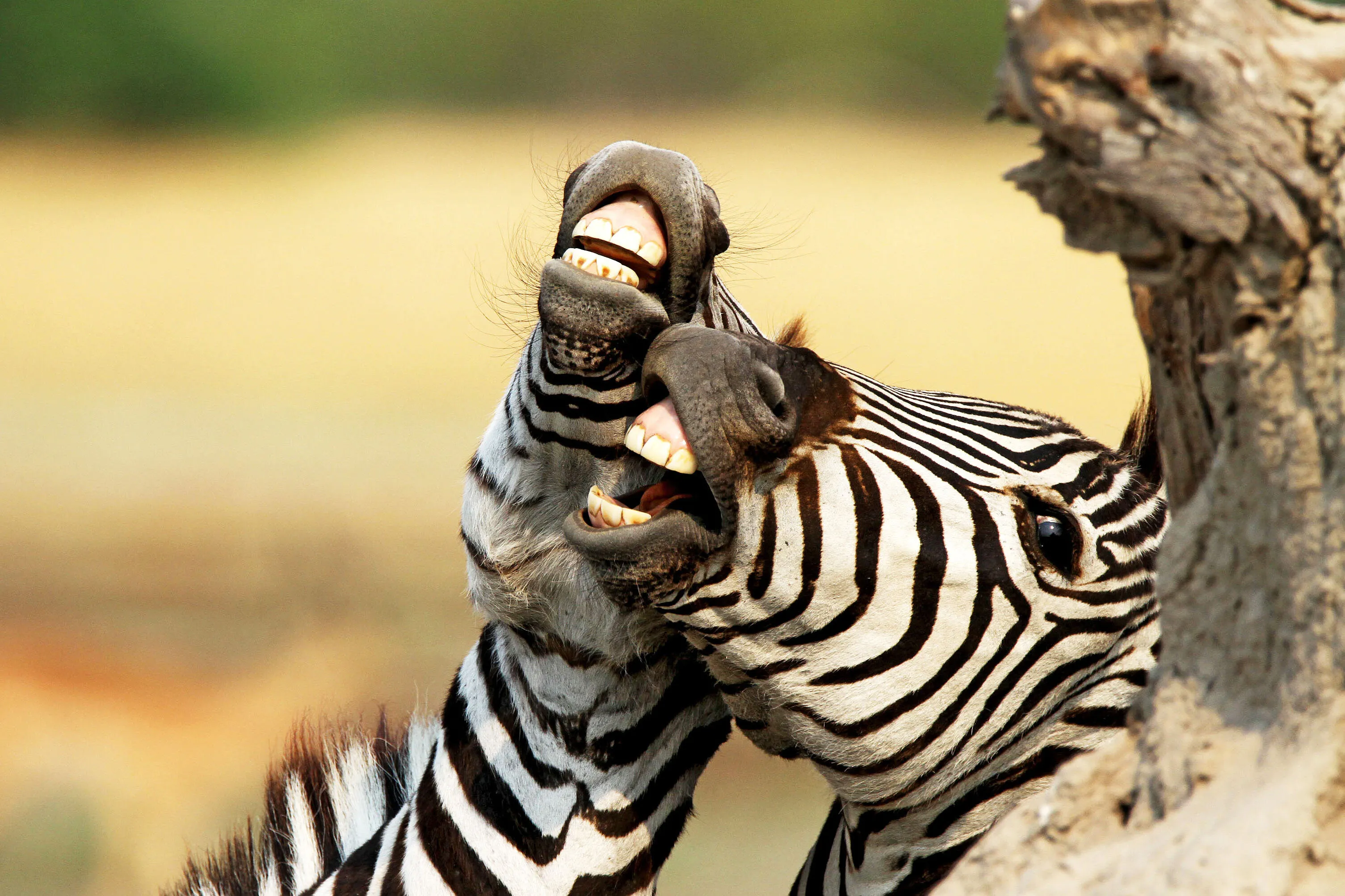 Zebras
