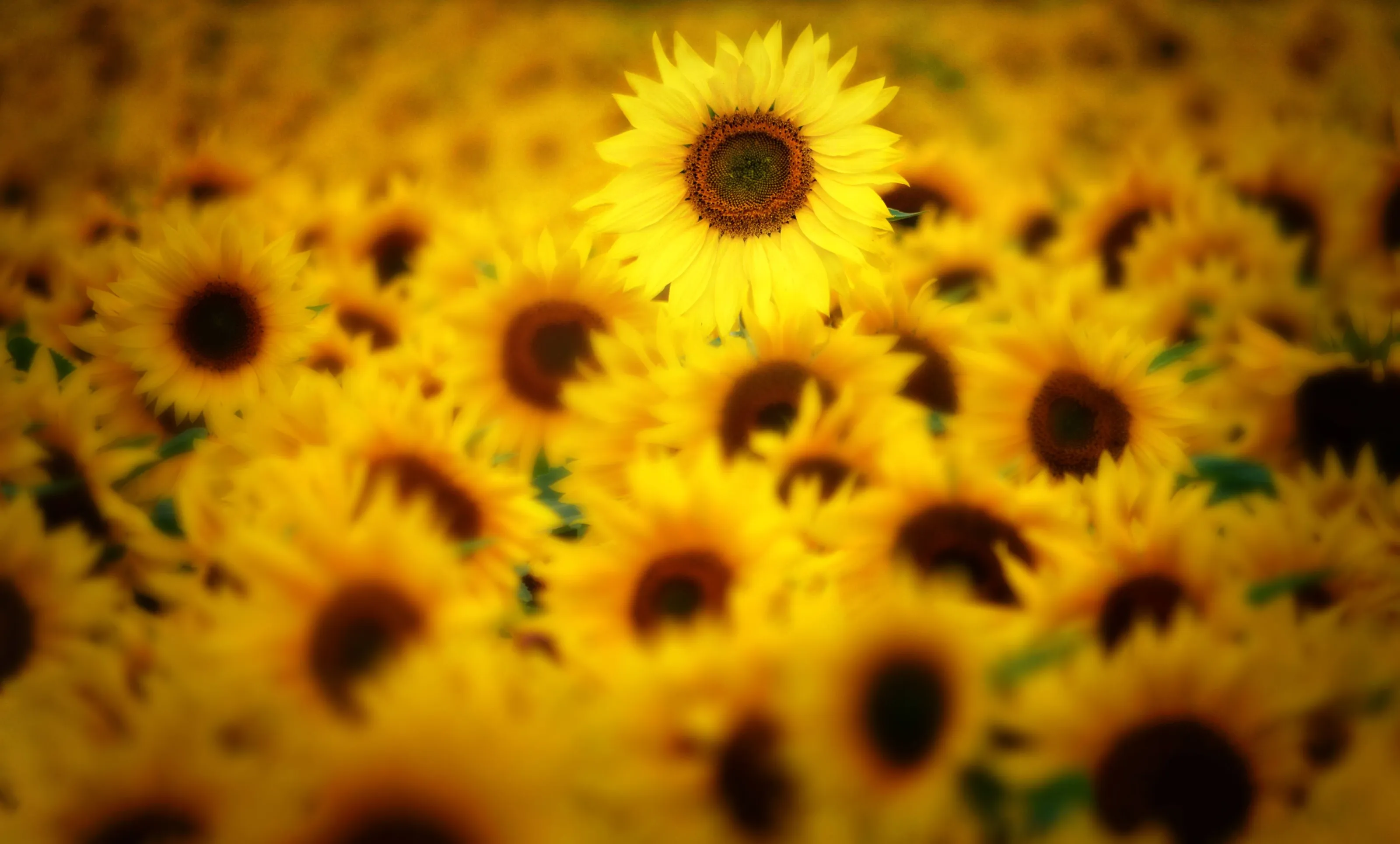 Sunflowers