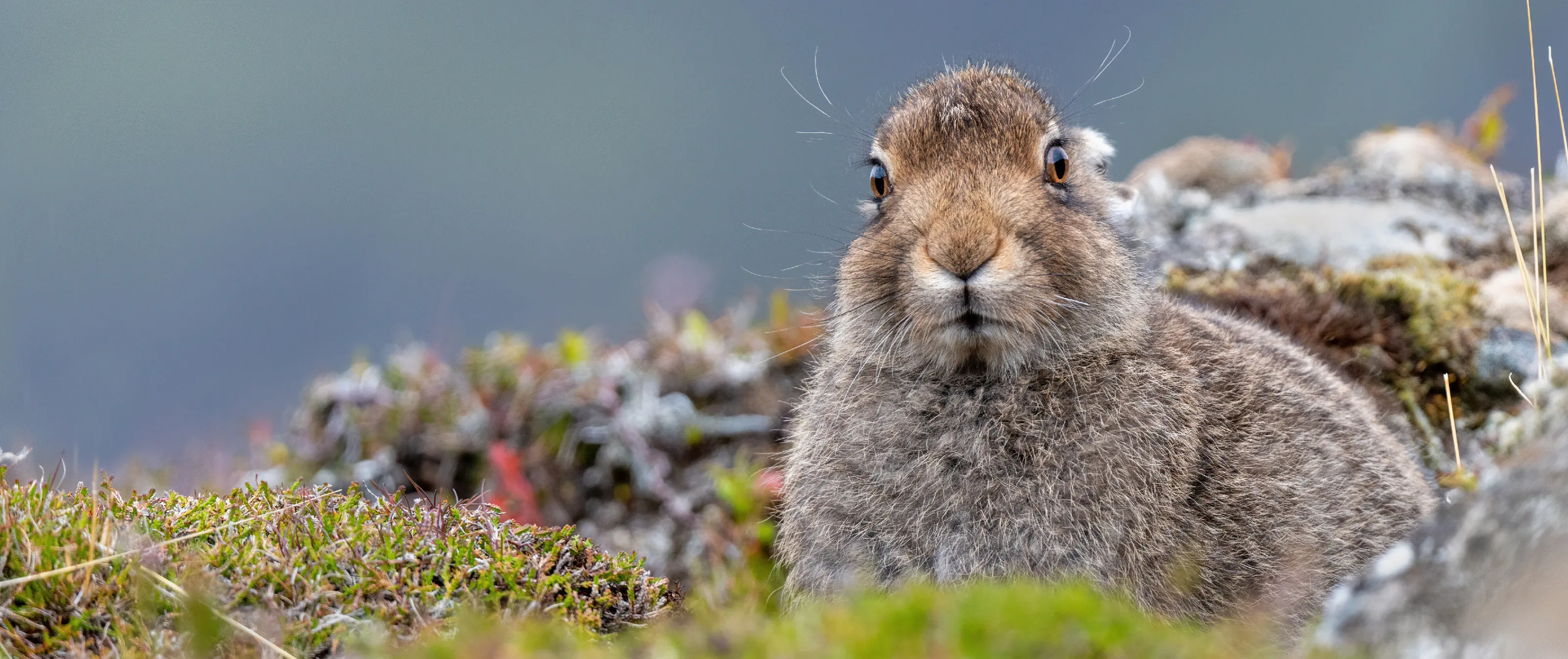 Mountain Hare Leveret