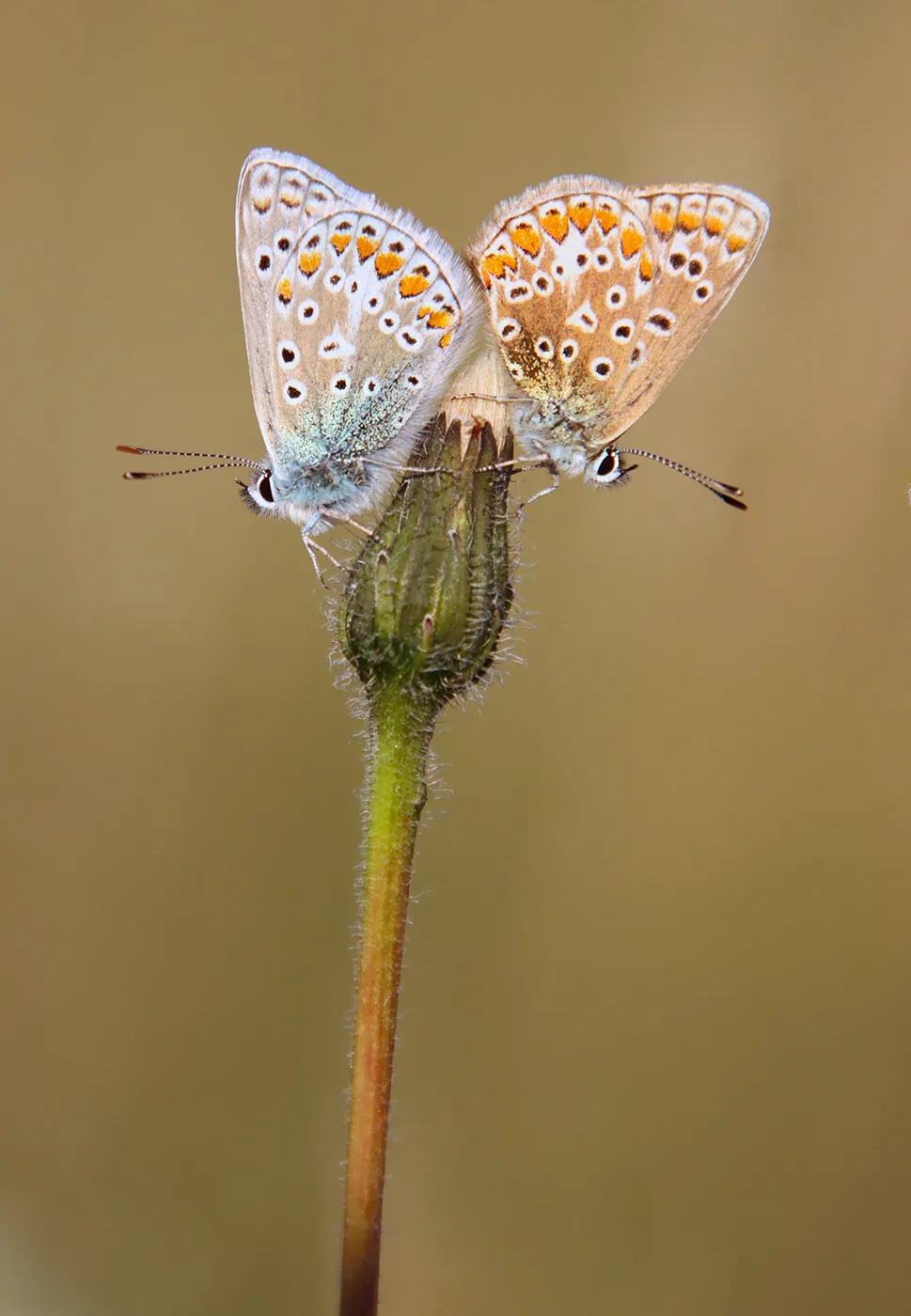Chalkhill Blue Couple