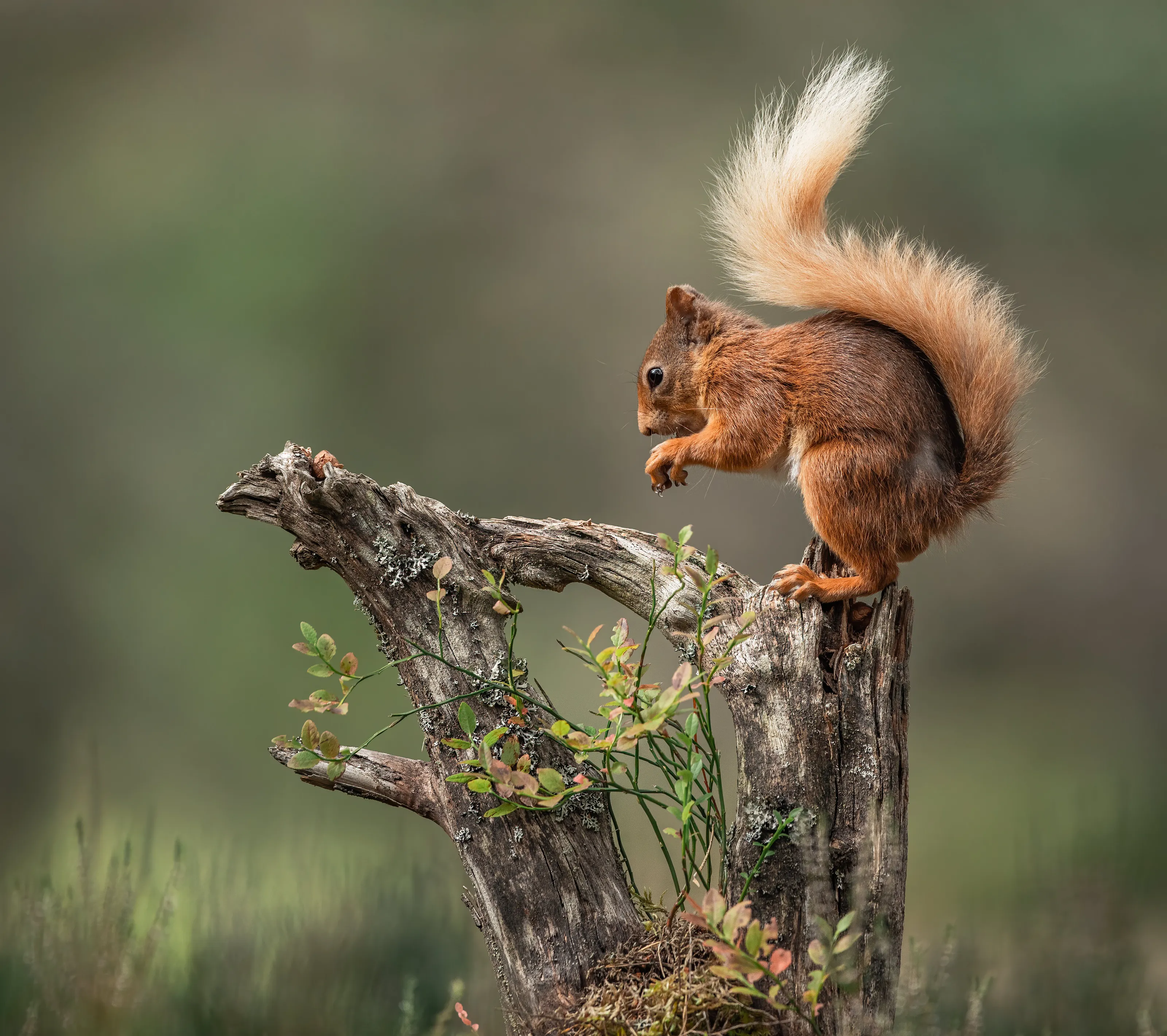 Tails