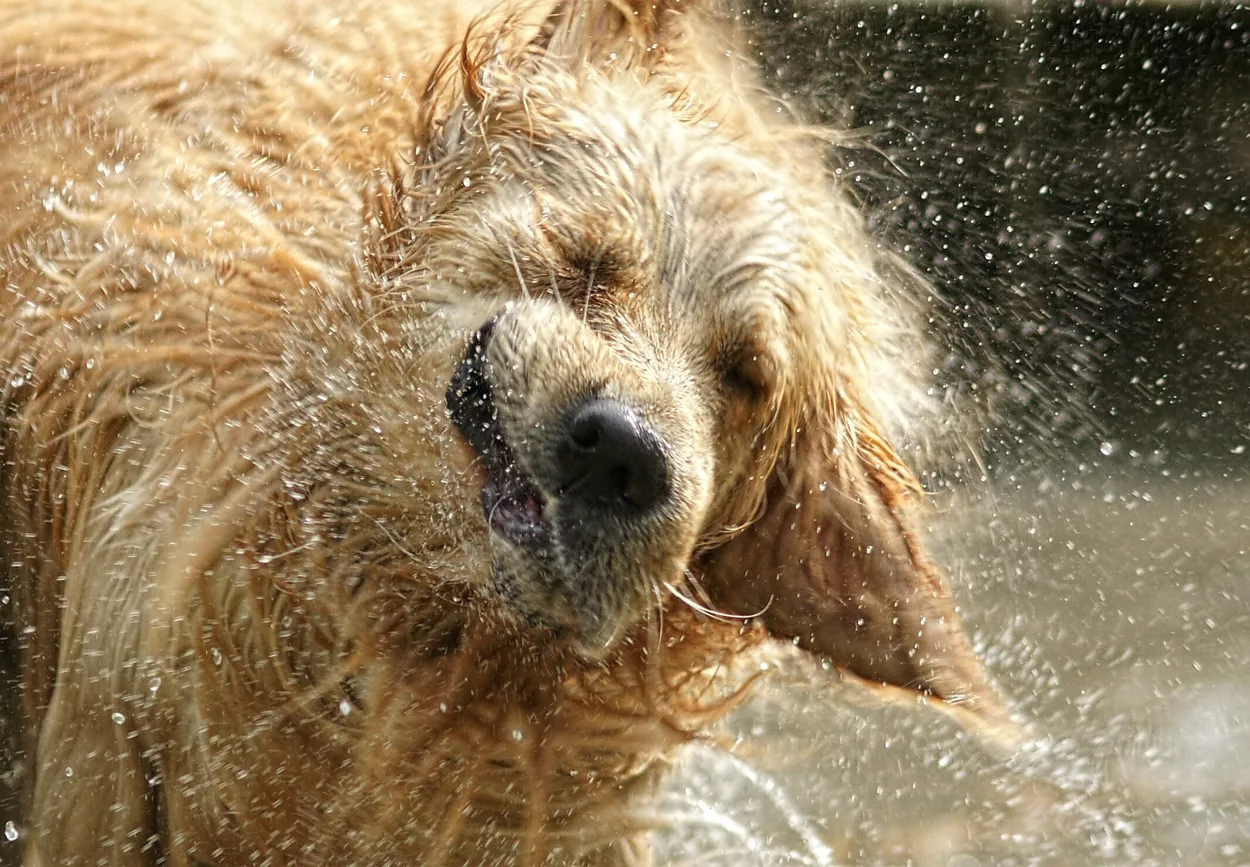 Uaahh - all wet!