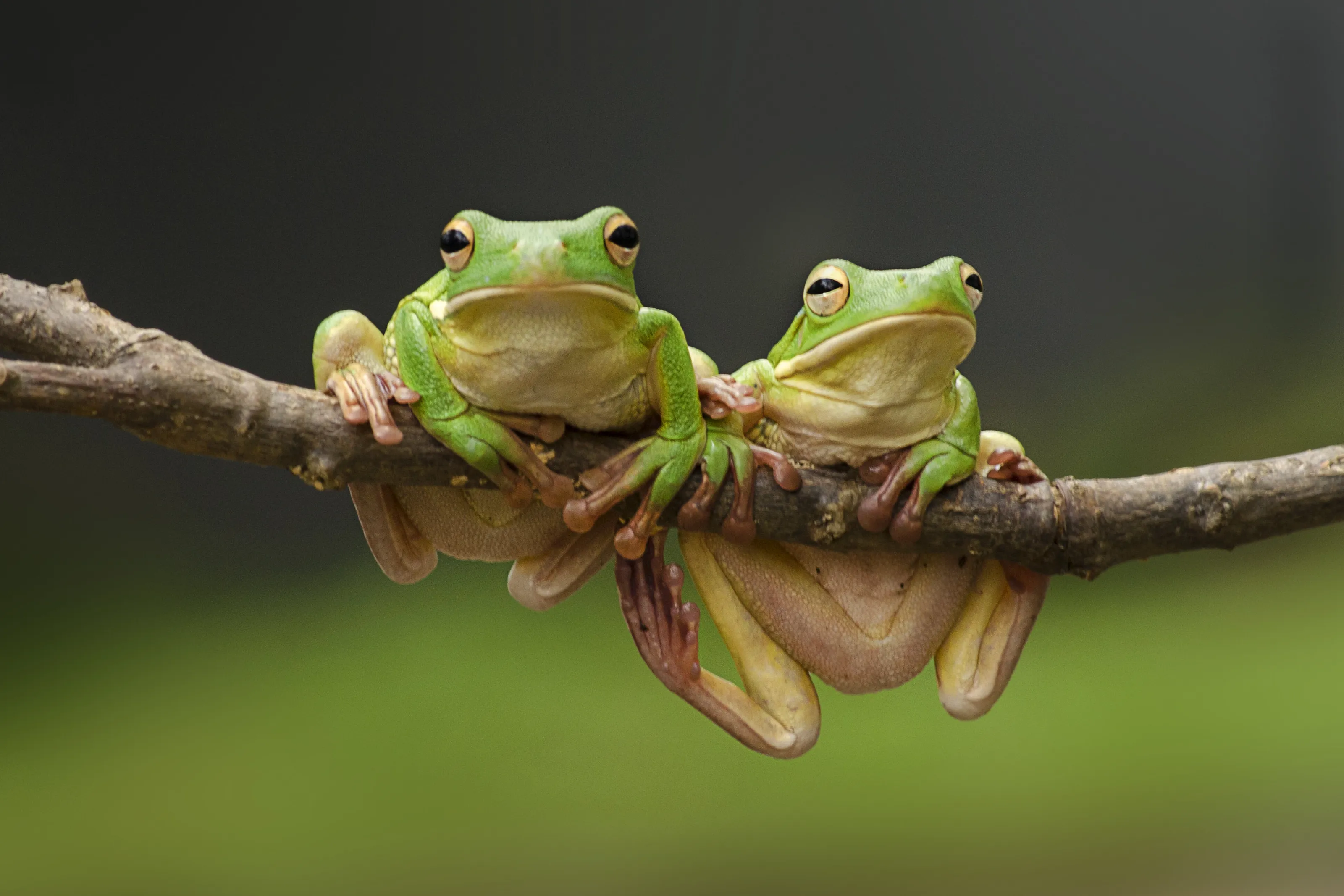 Green tree frogs