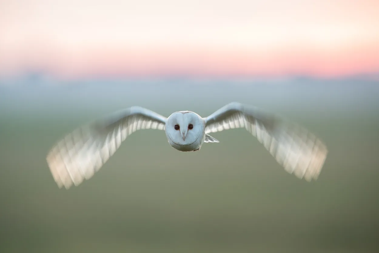 Wild Barn Owl