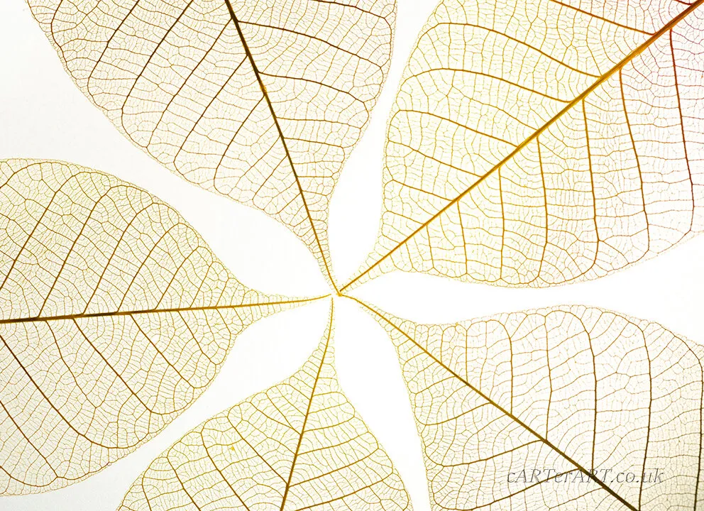 Entry 7160780