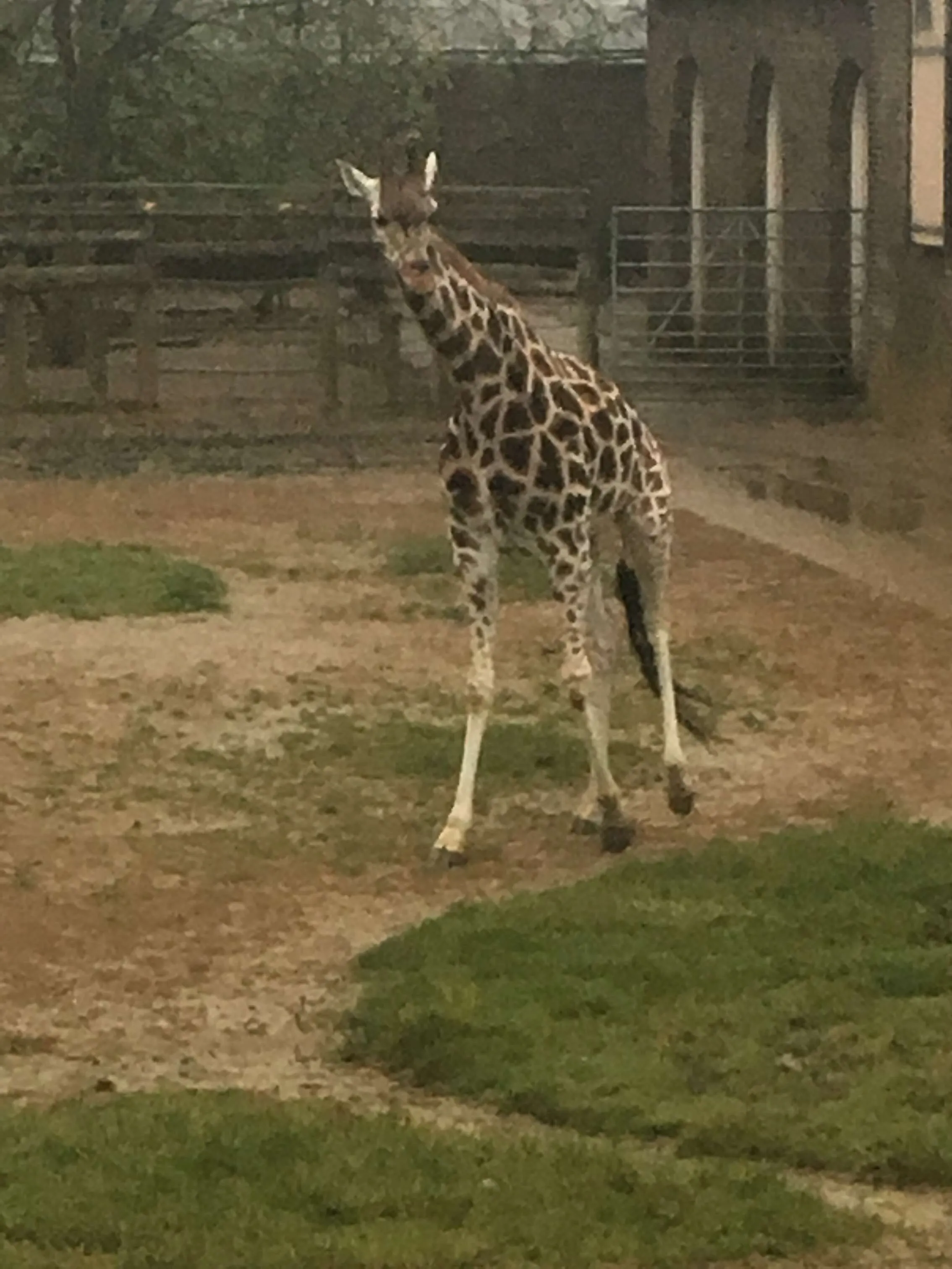 A Young Calf