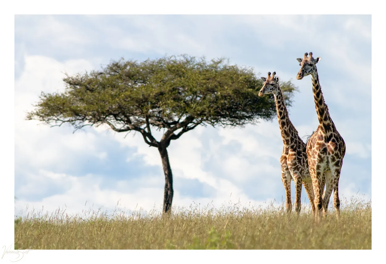 Giraffe Tower
