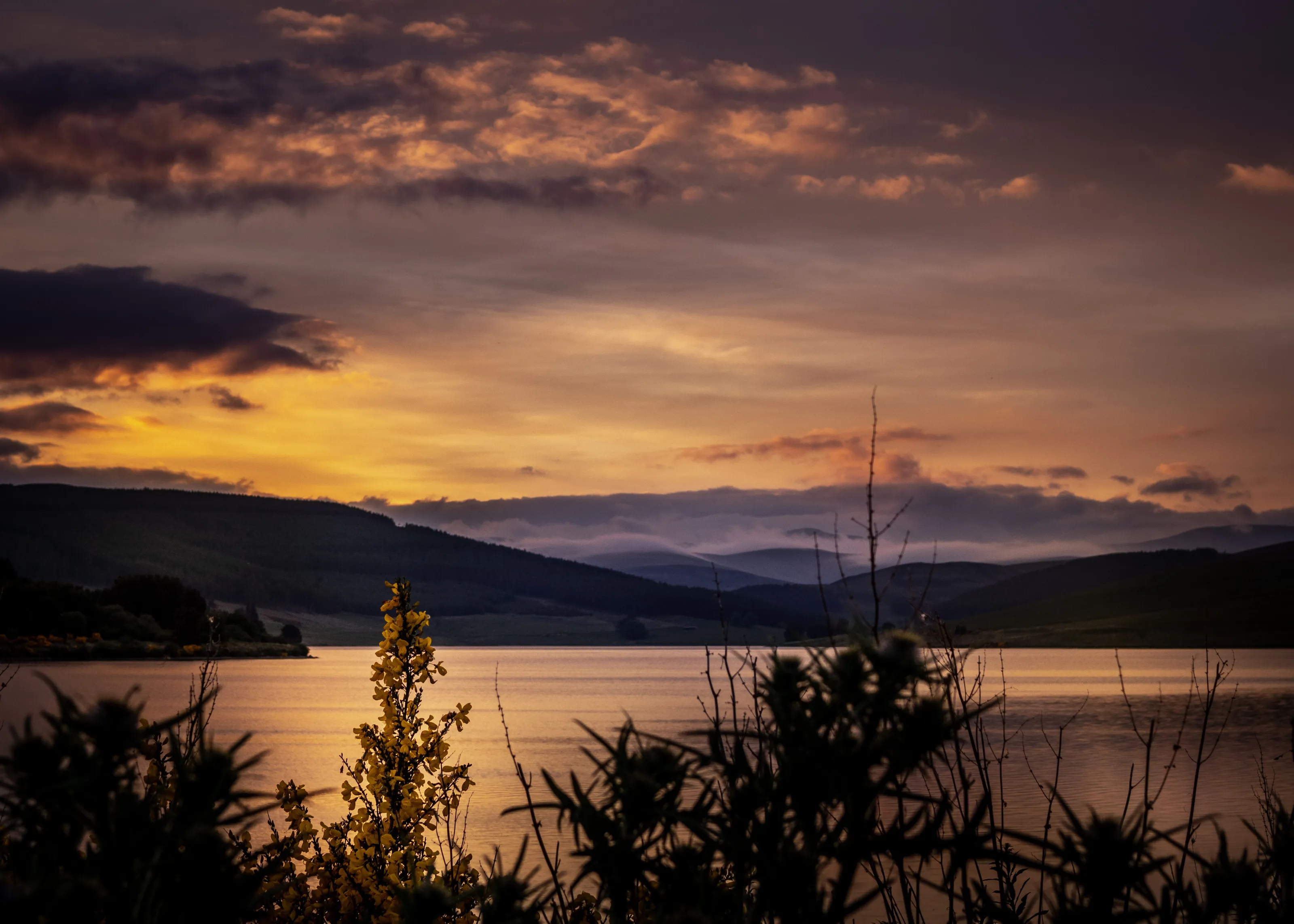 Scottish Gold