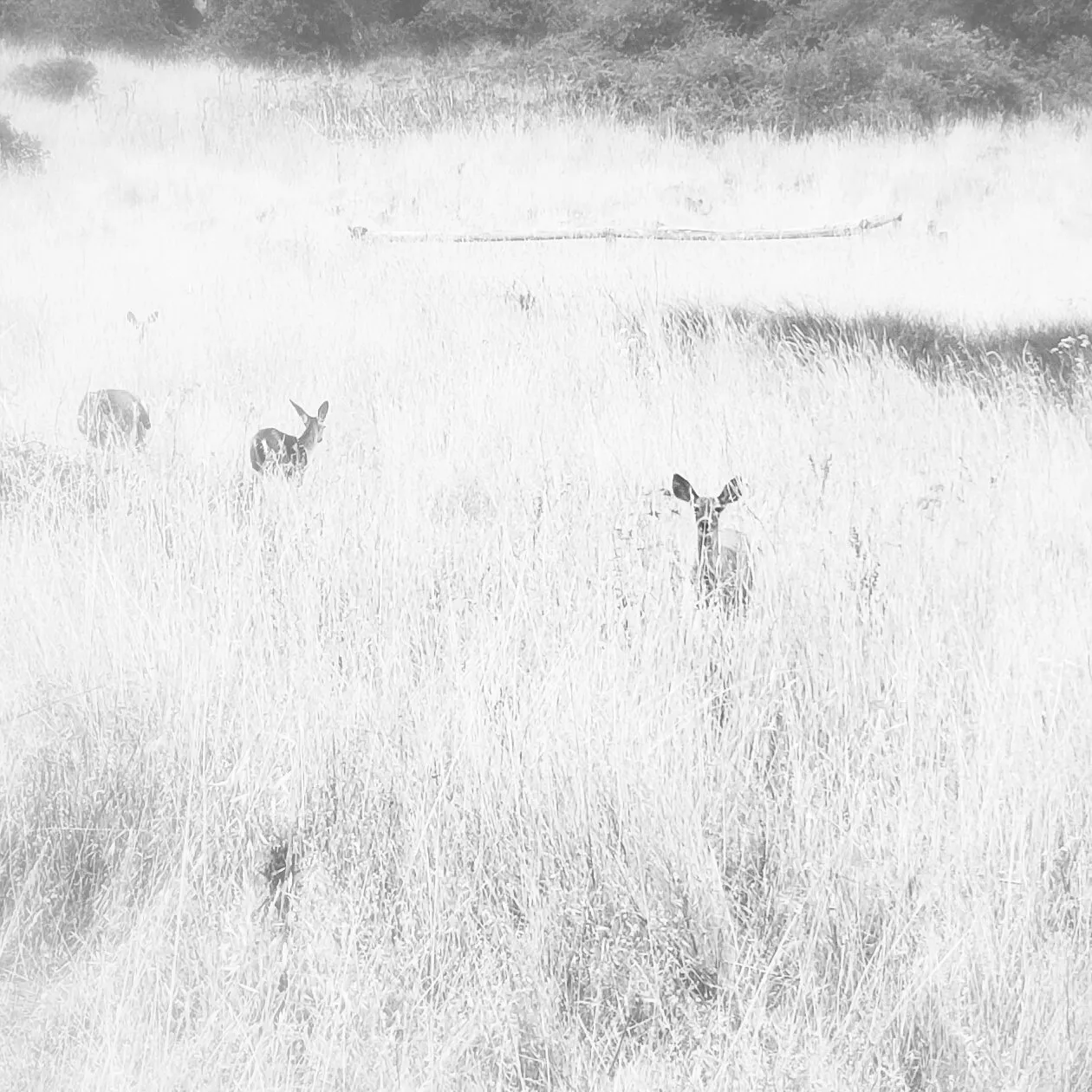 Deers