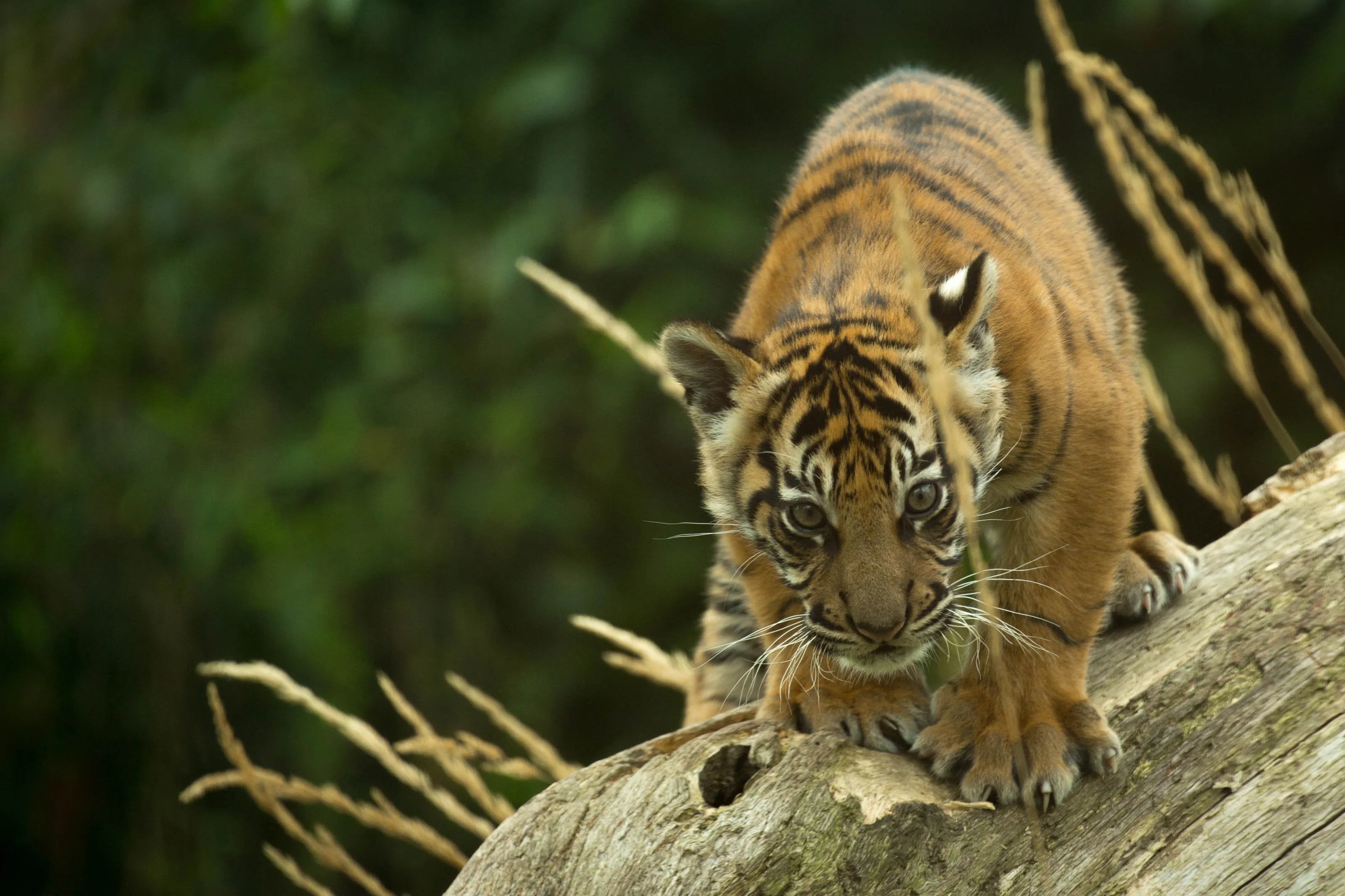 Sumatran Tiger Cub - Archilles.