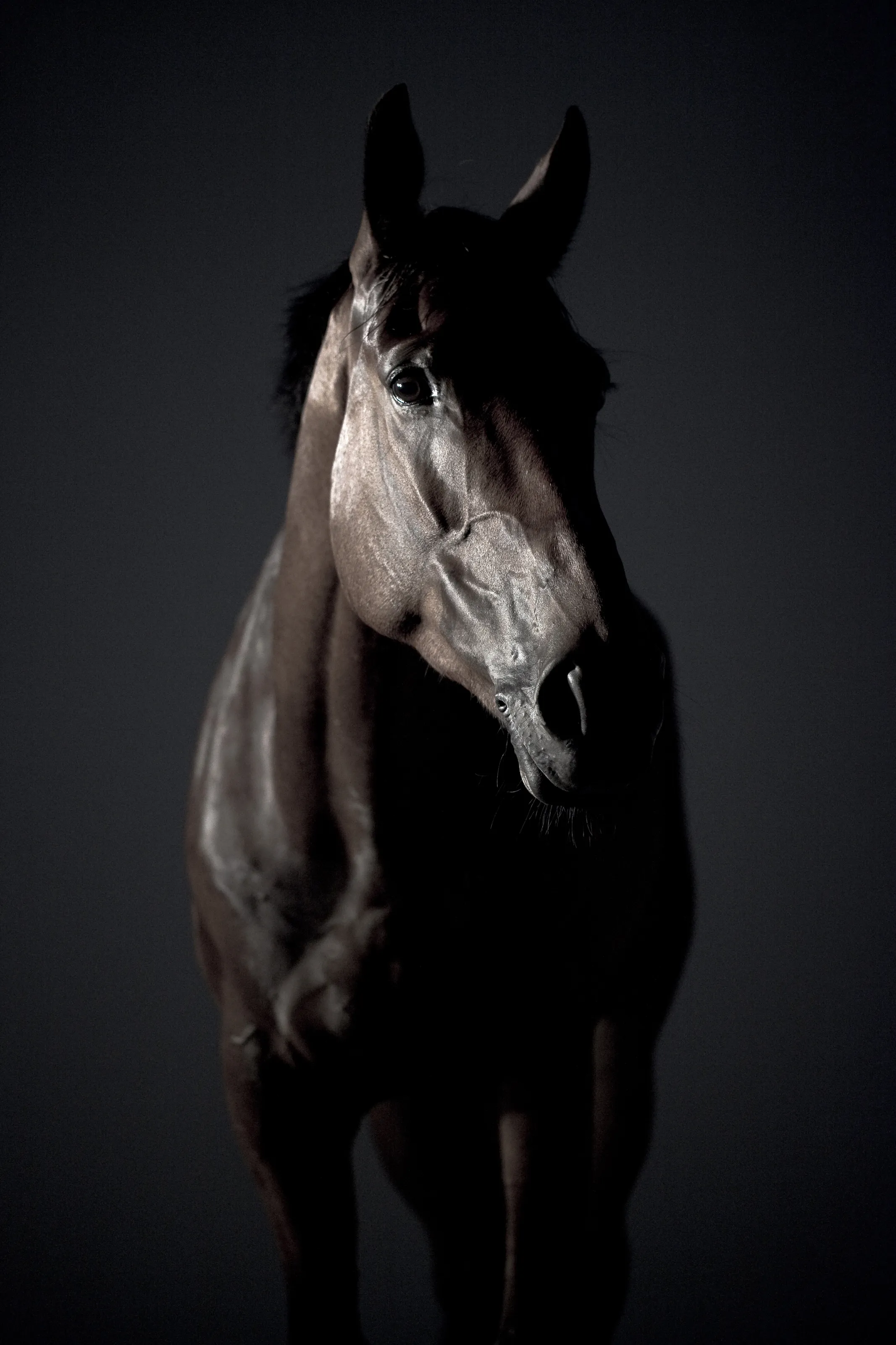 Horse #1