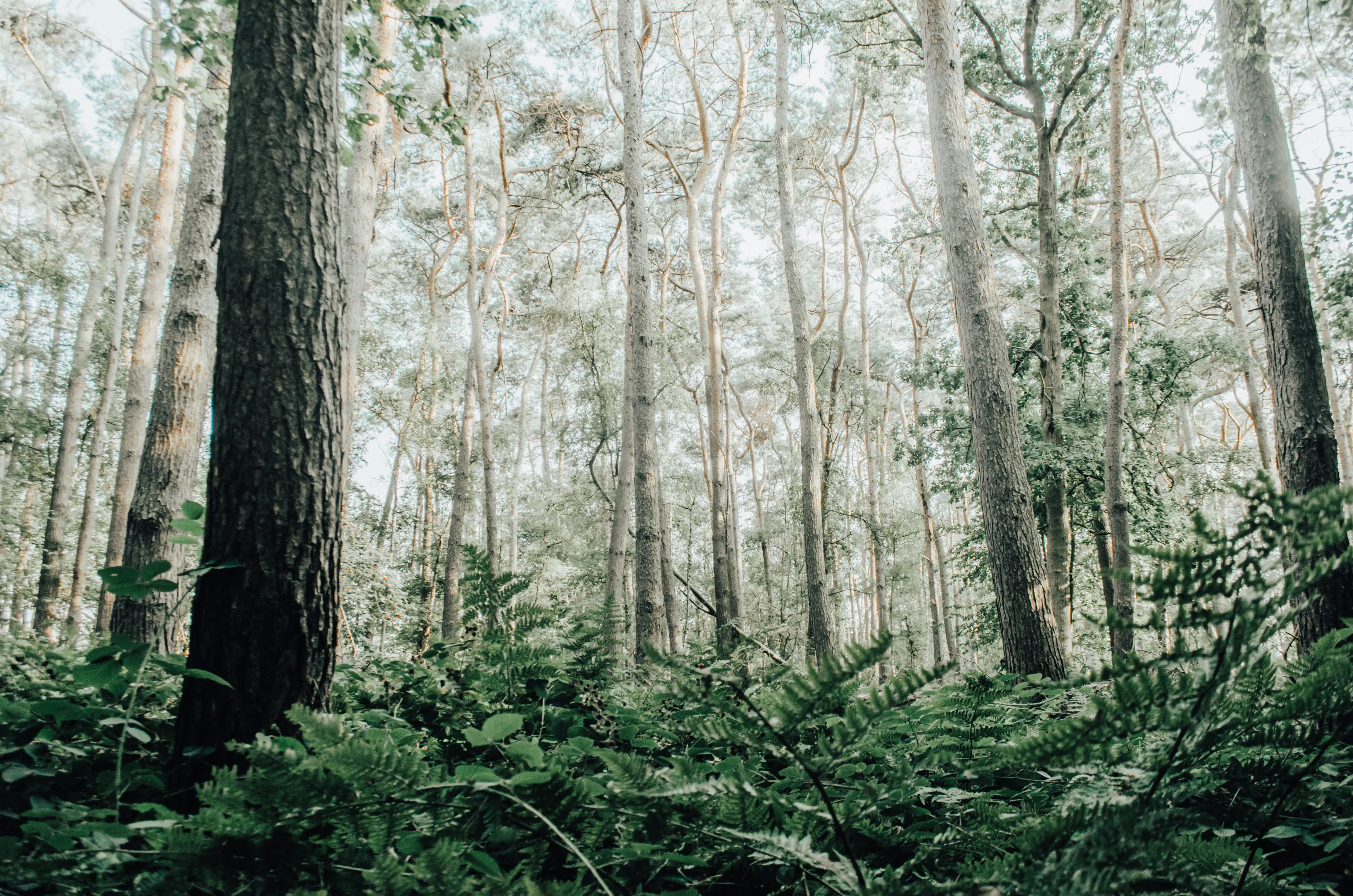 into the woods