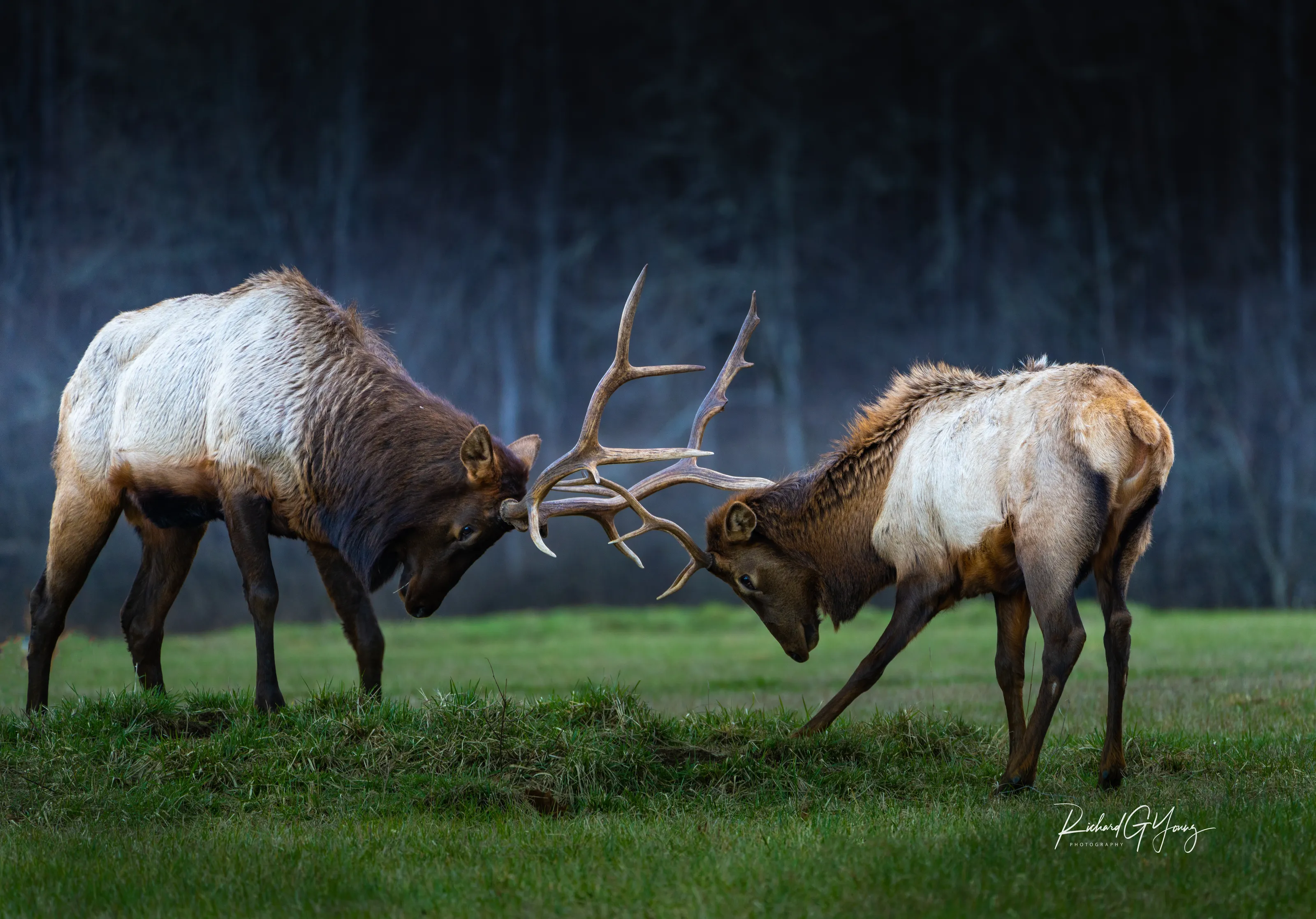 Rut Elk