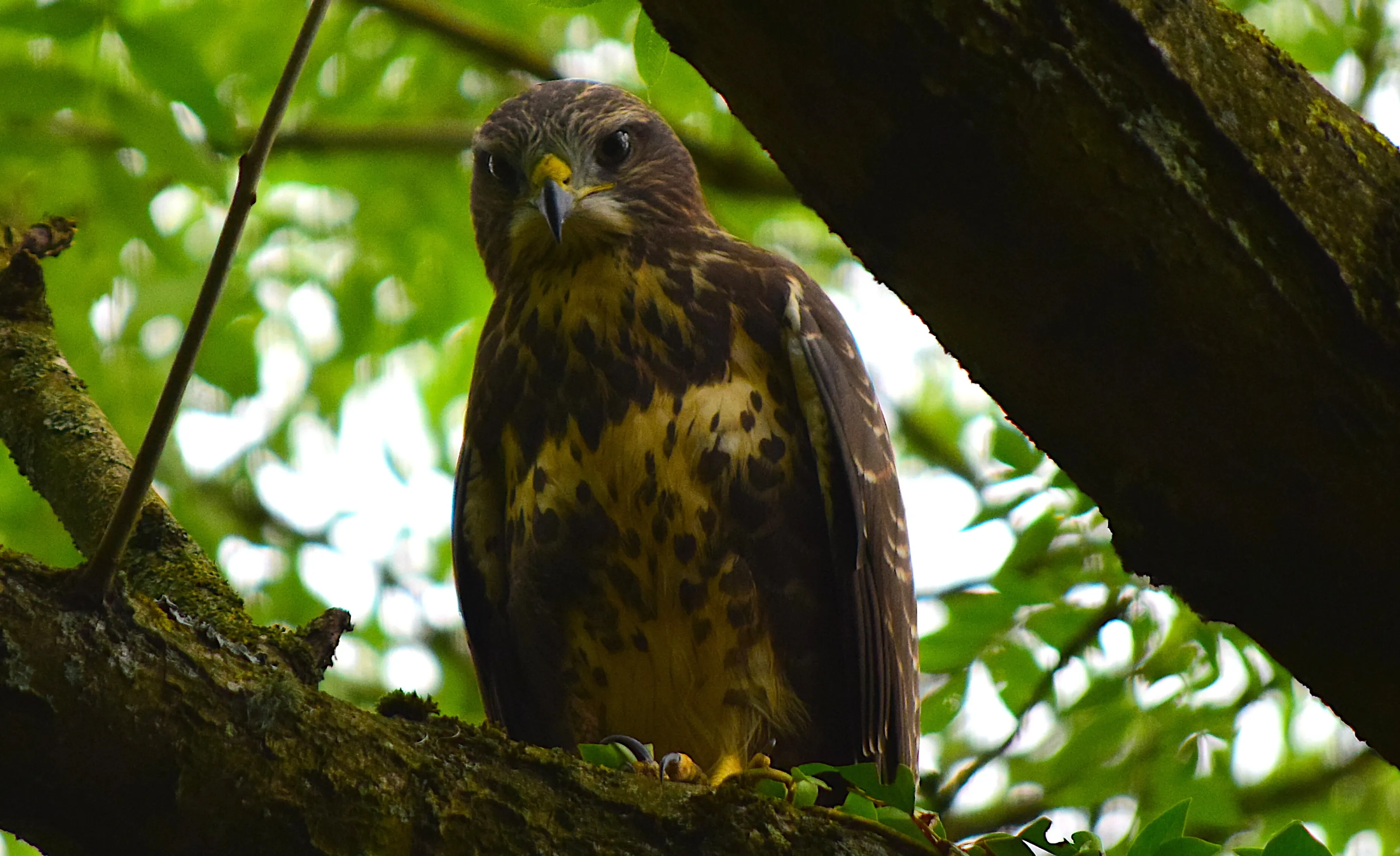Buzzard