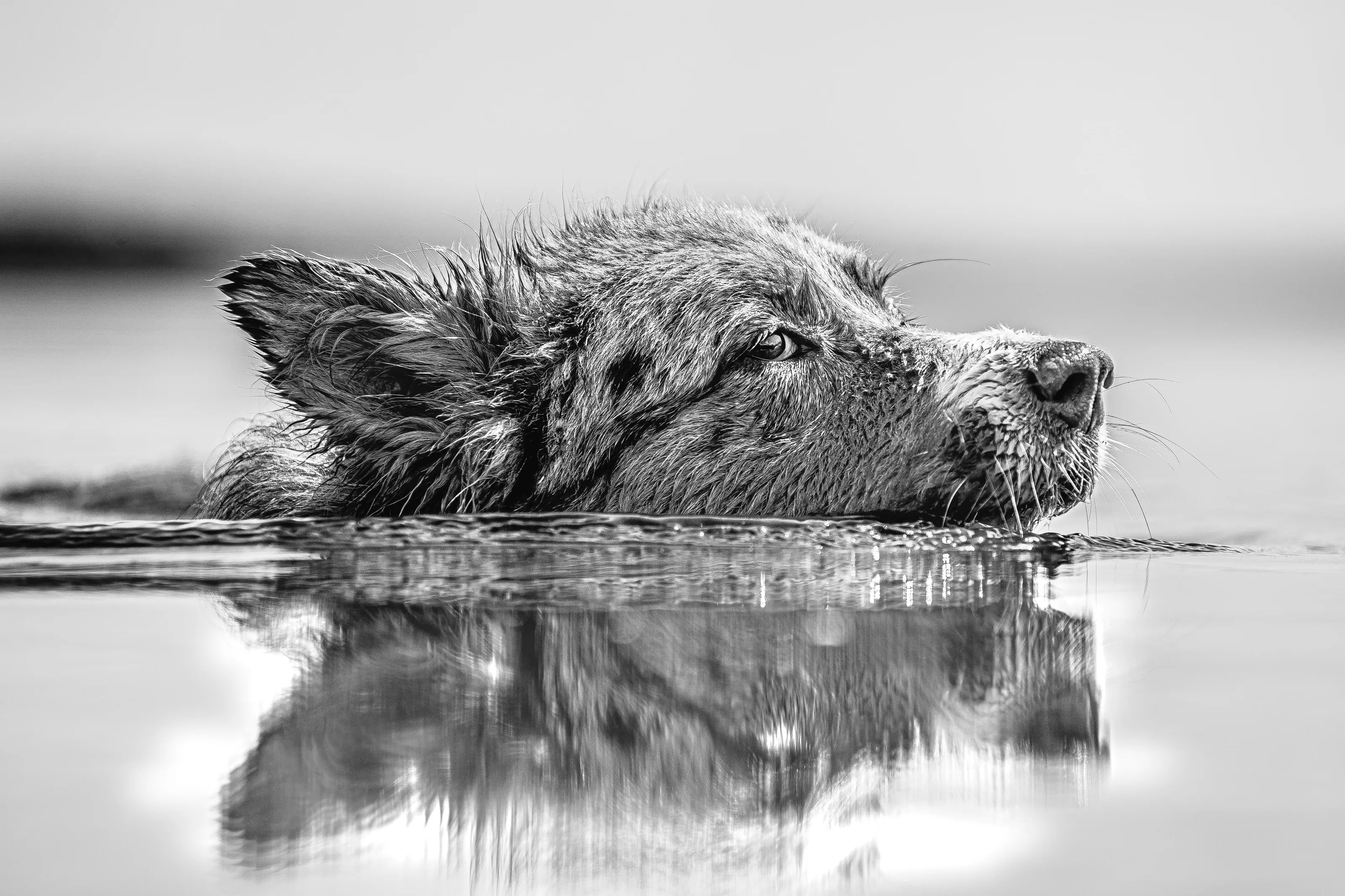 I otter be an otter.