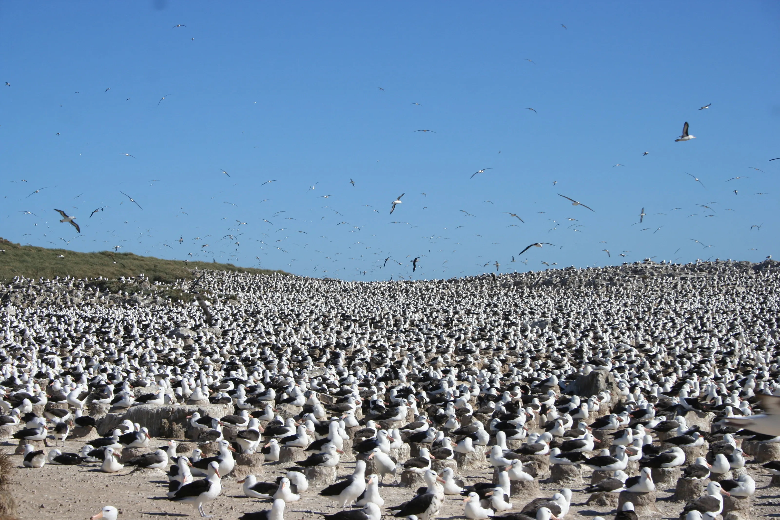 Black Browed Albatross