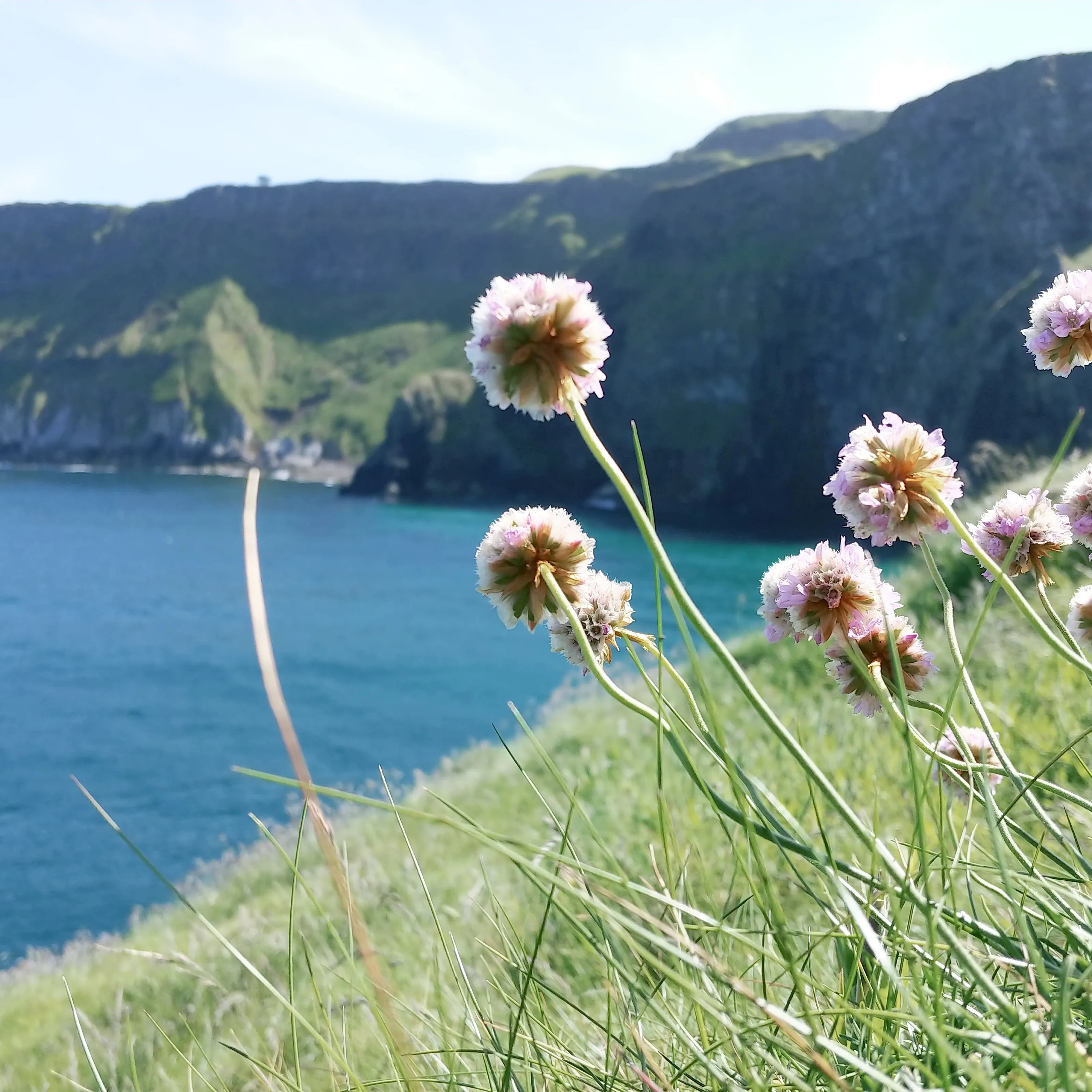 Ireland Picnic
