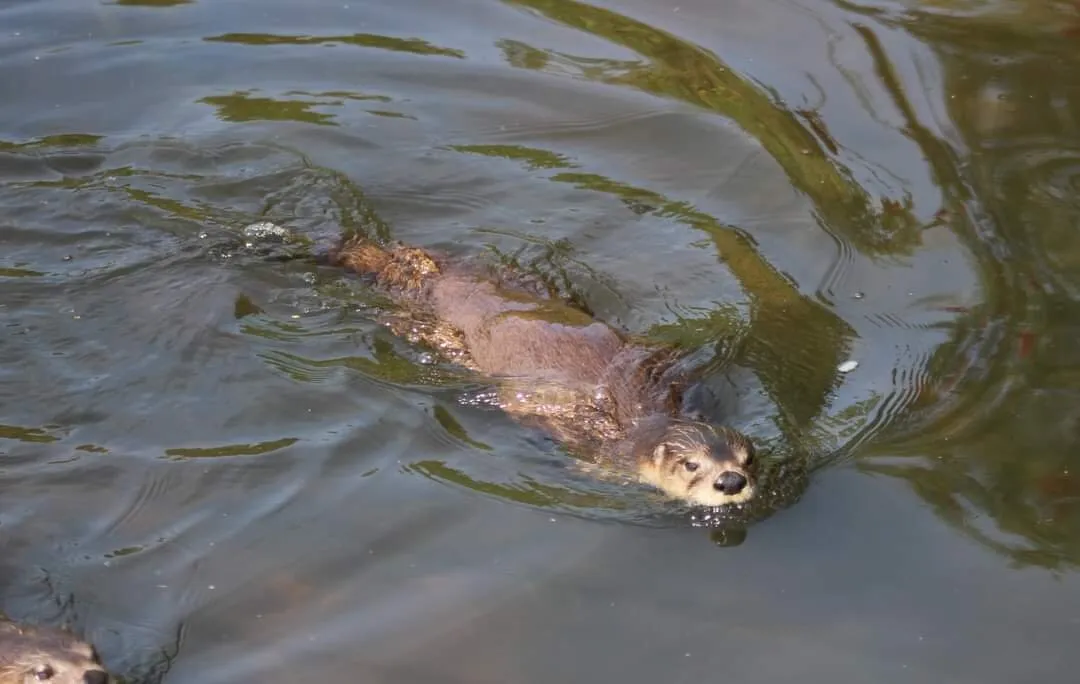 American Otter