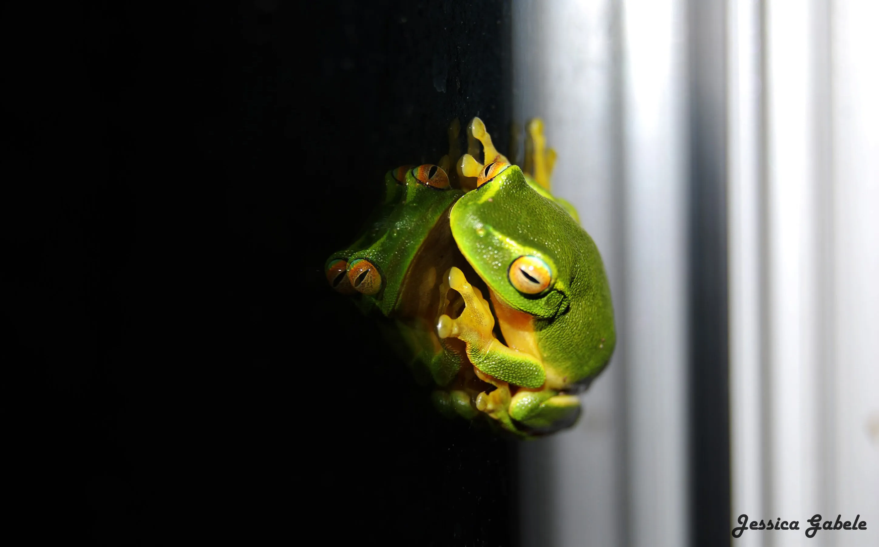The mighty green tree frog