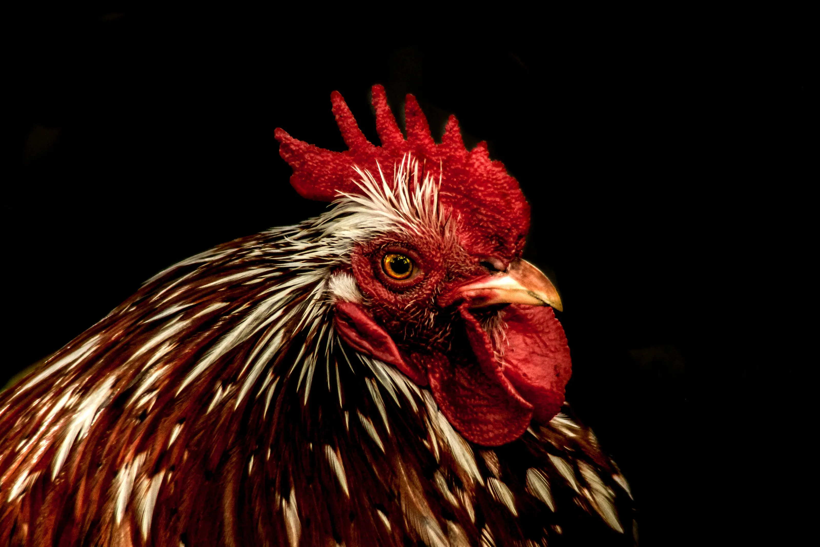 Peken Chicken