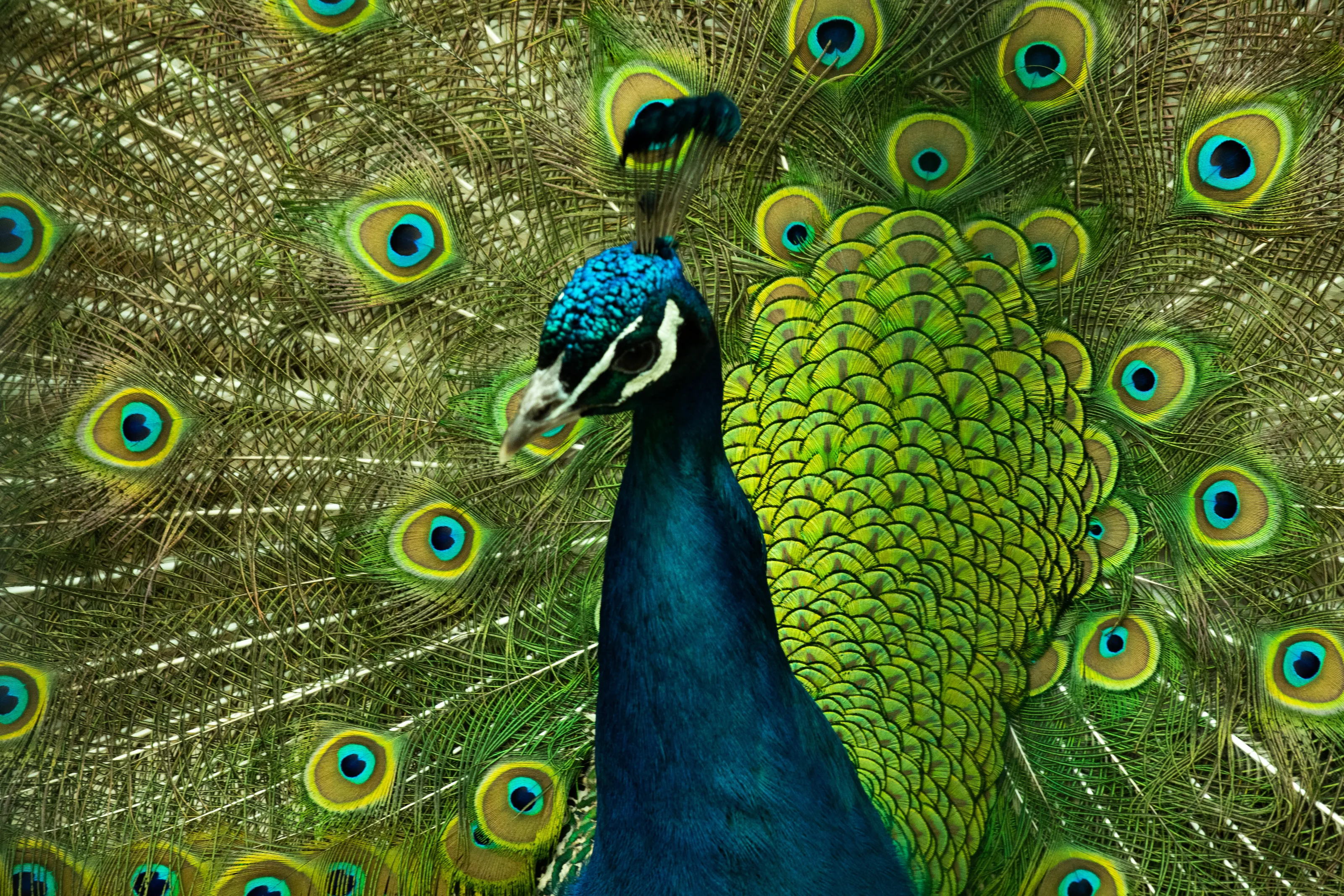 Pittencrieff Peacock