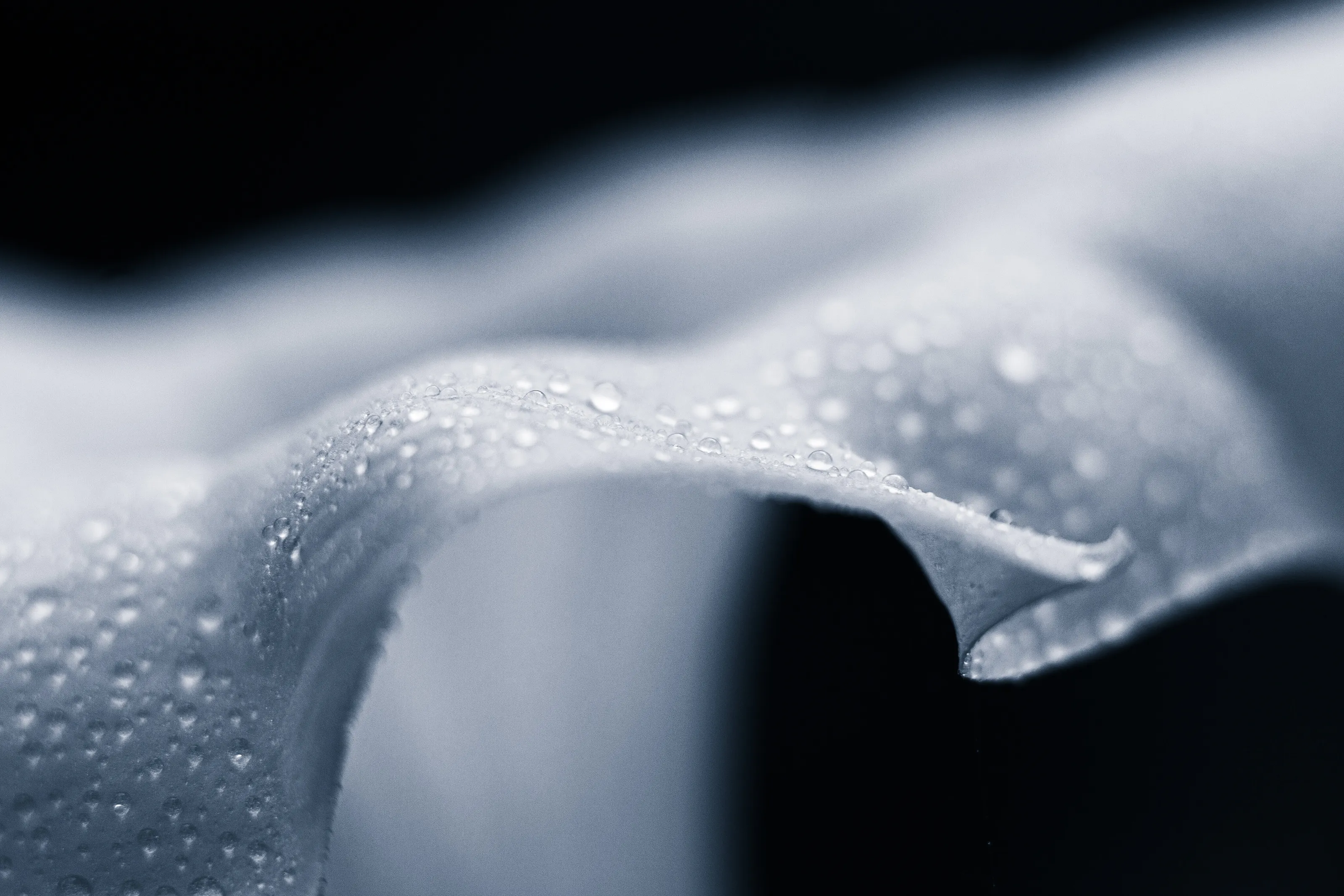 Trumpet Flower in Morning Dew