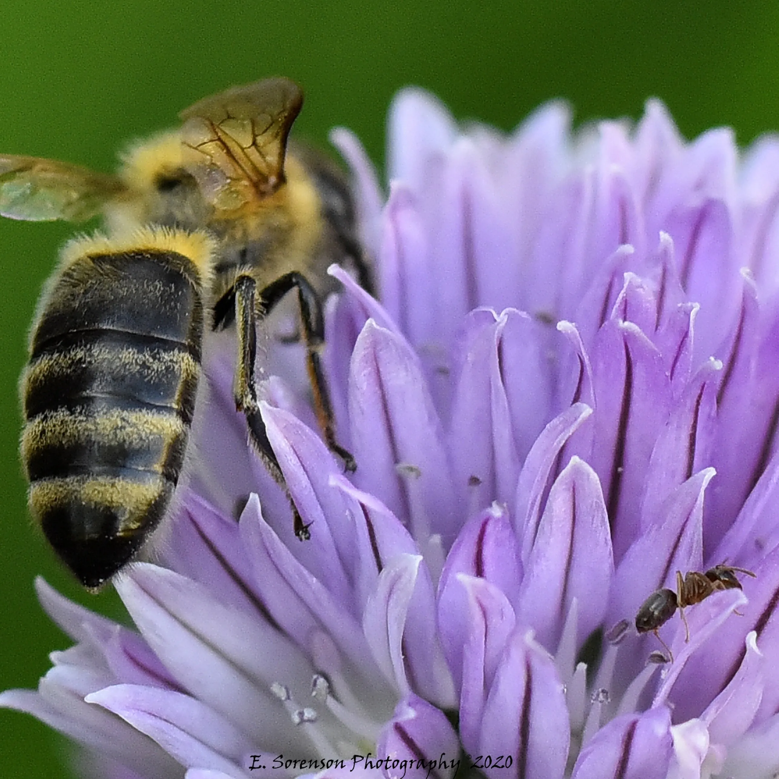 The last of the chives