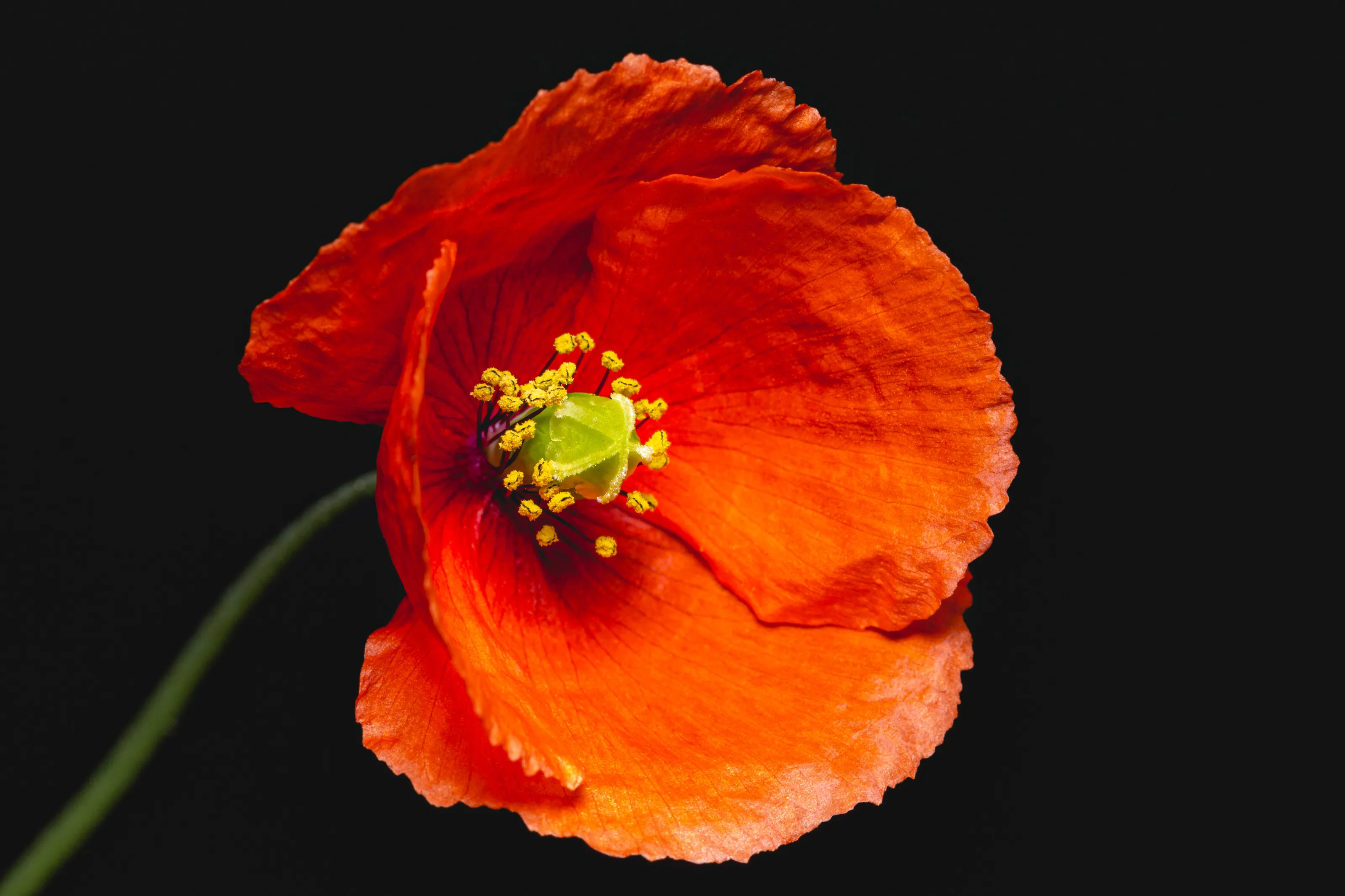 Papaver