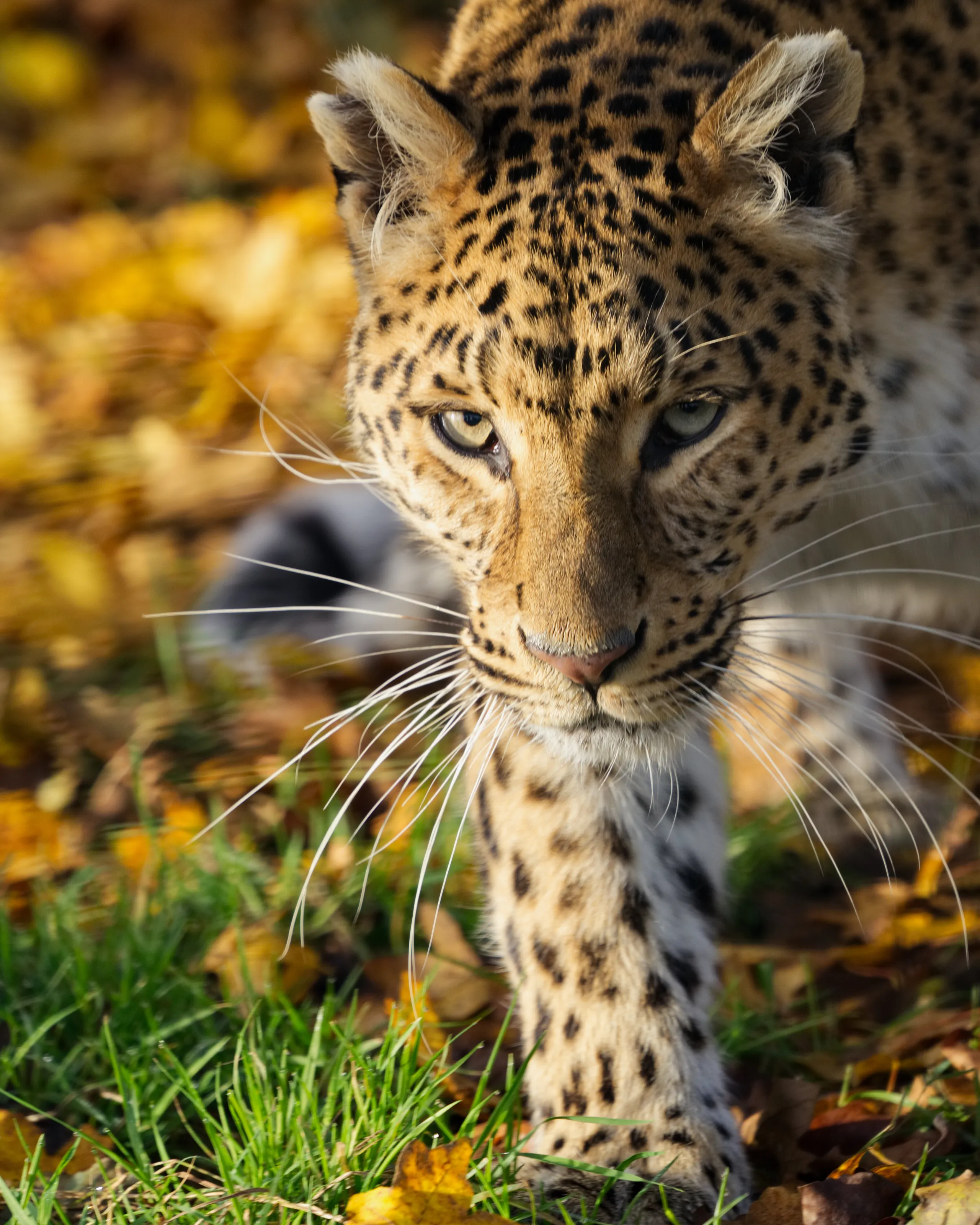 On the prowl