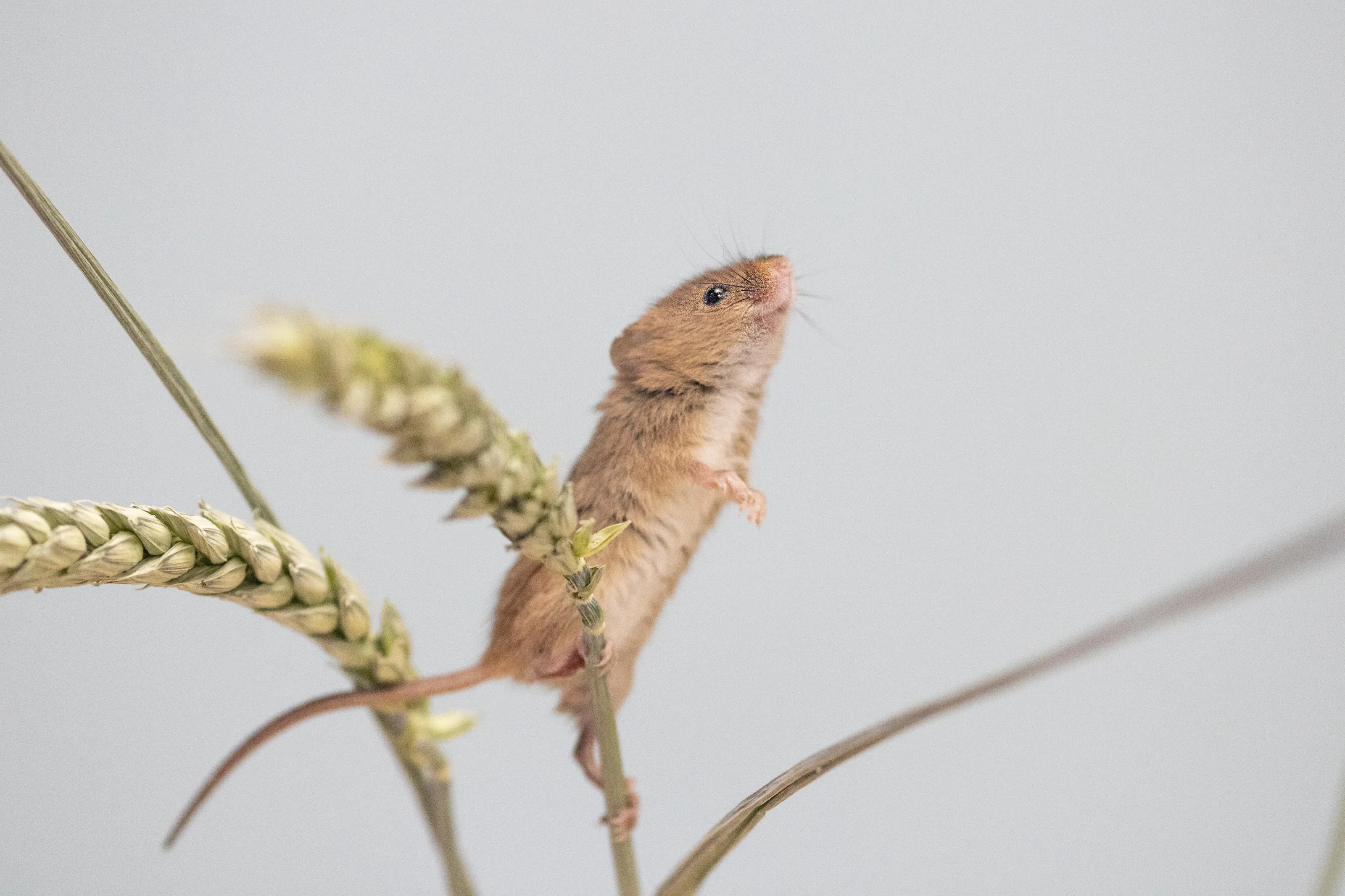little harvest mouse