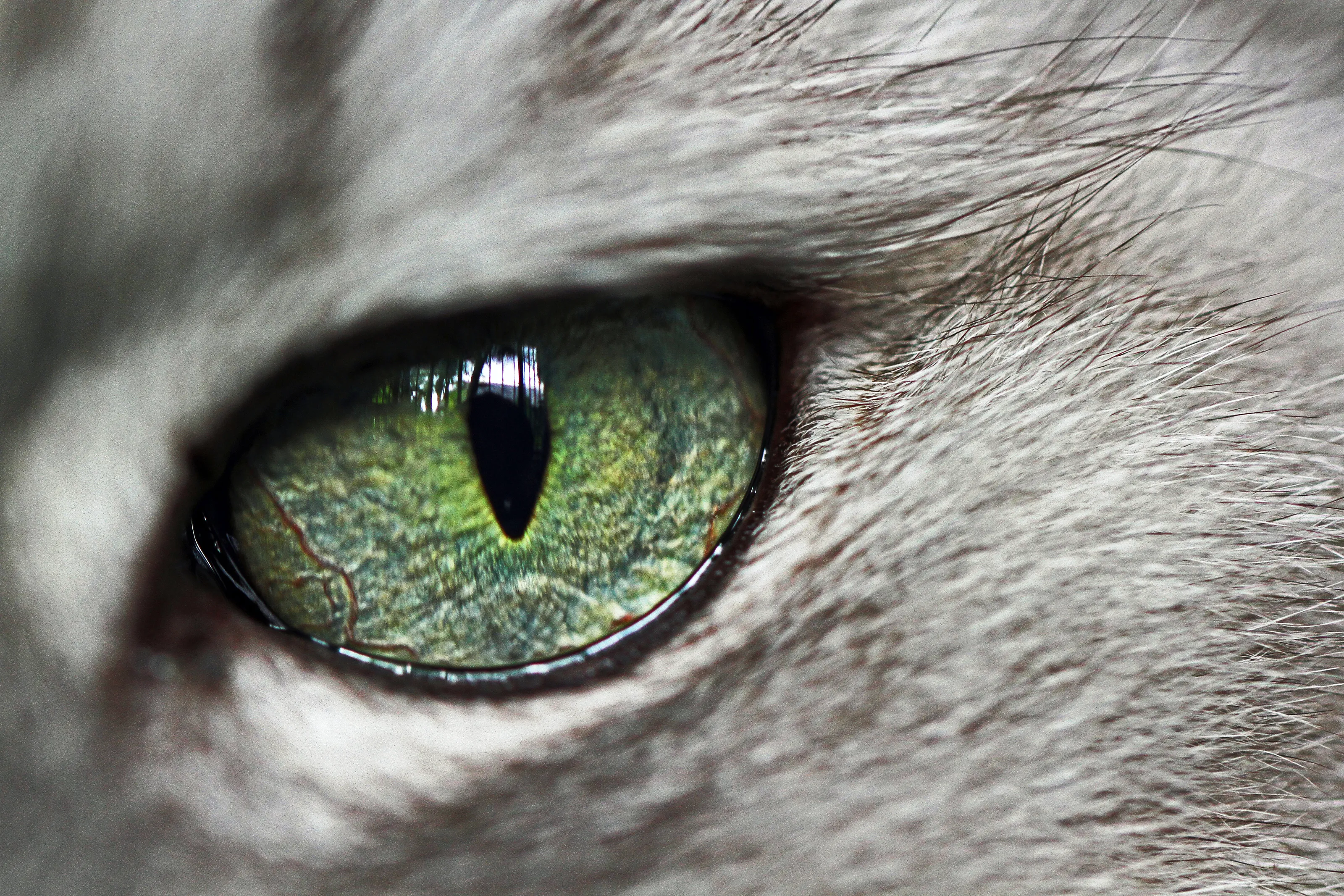 Eye of the Tiger