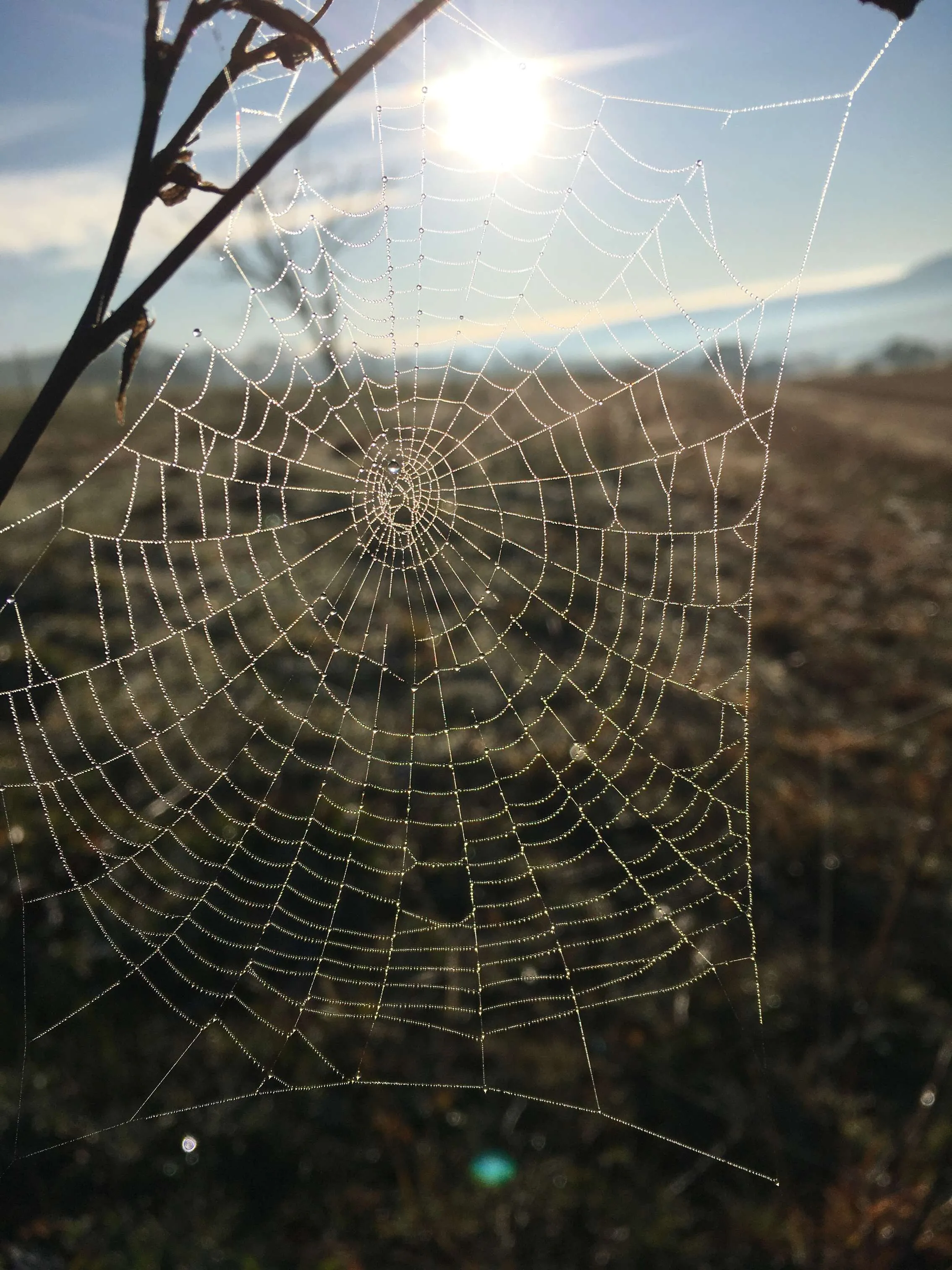 Spider web