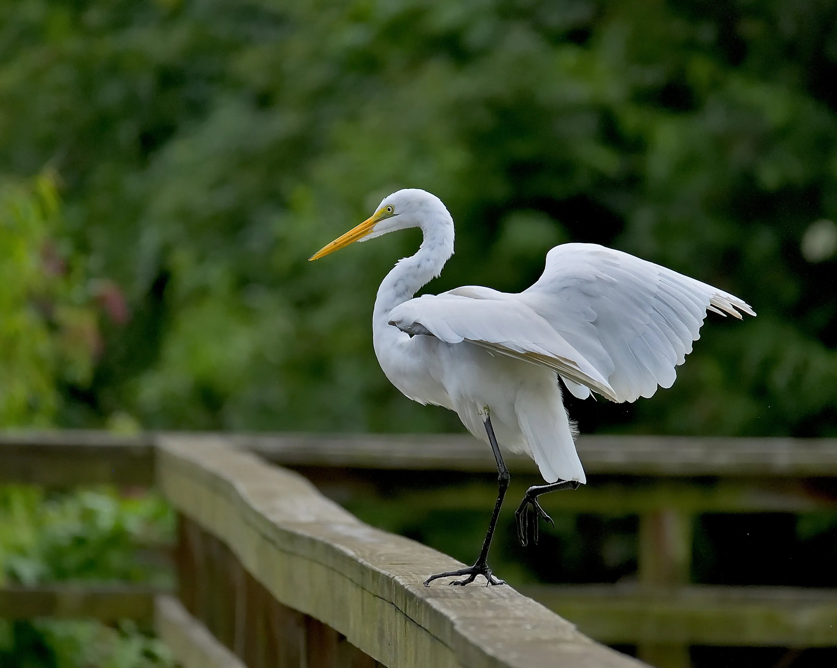 Great White Egret