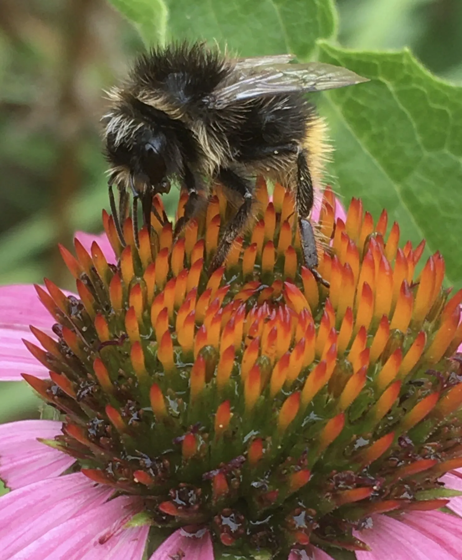 Wet Bumblebee