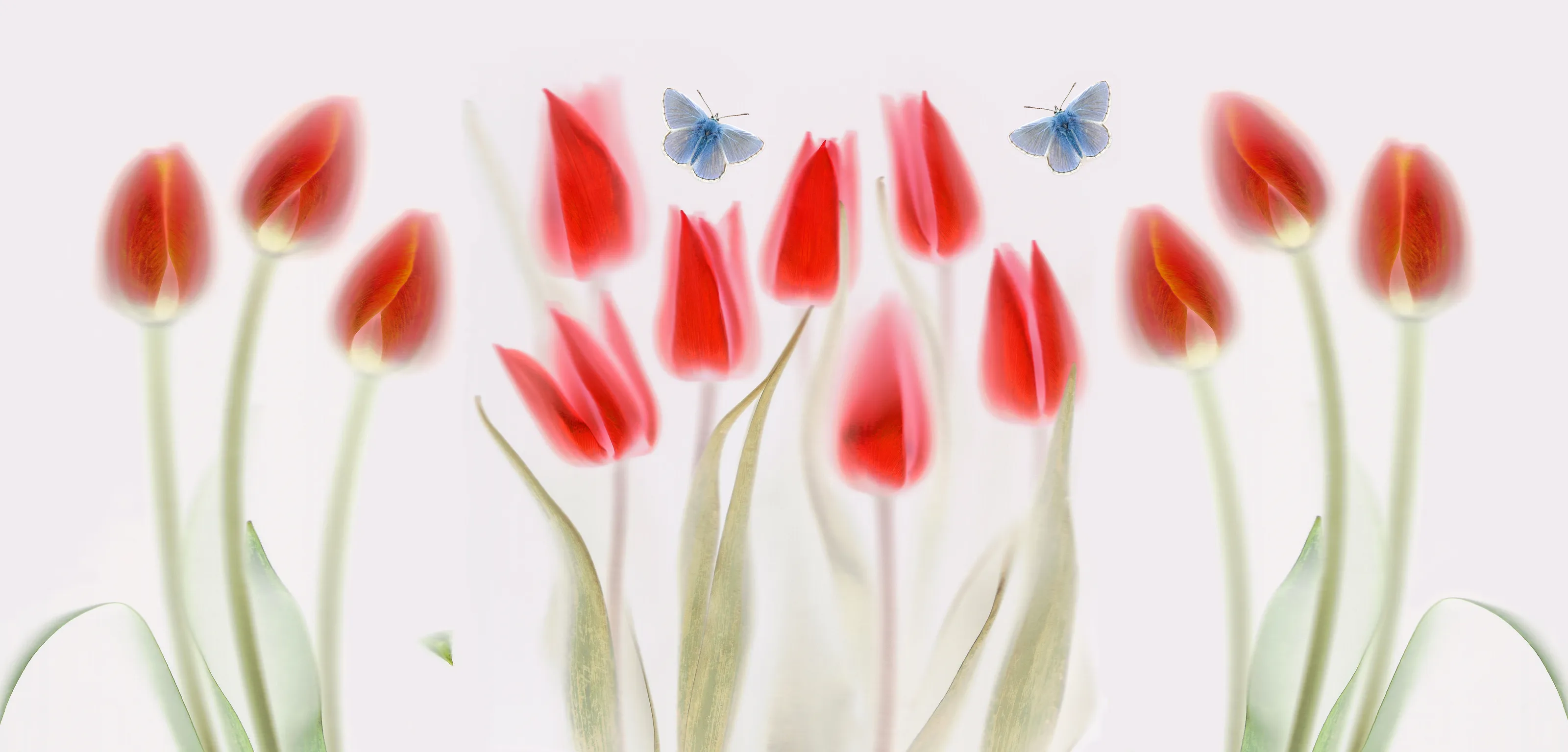 Red Tulips