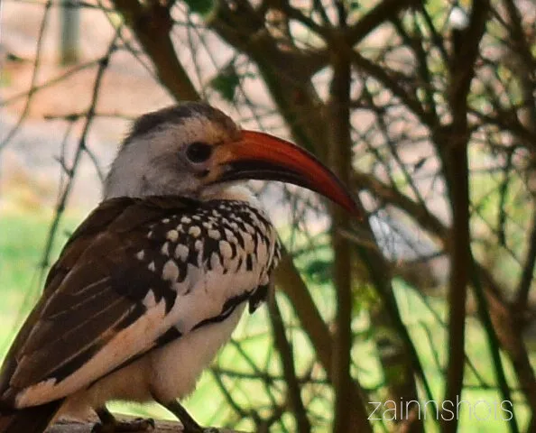 A Hornbill