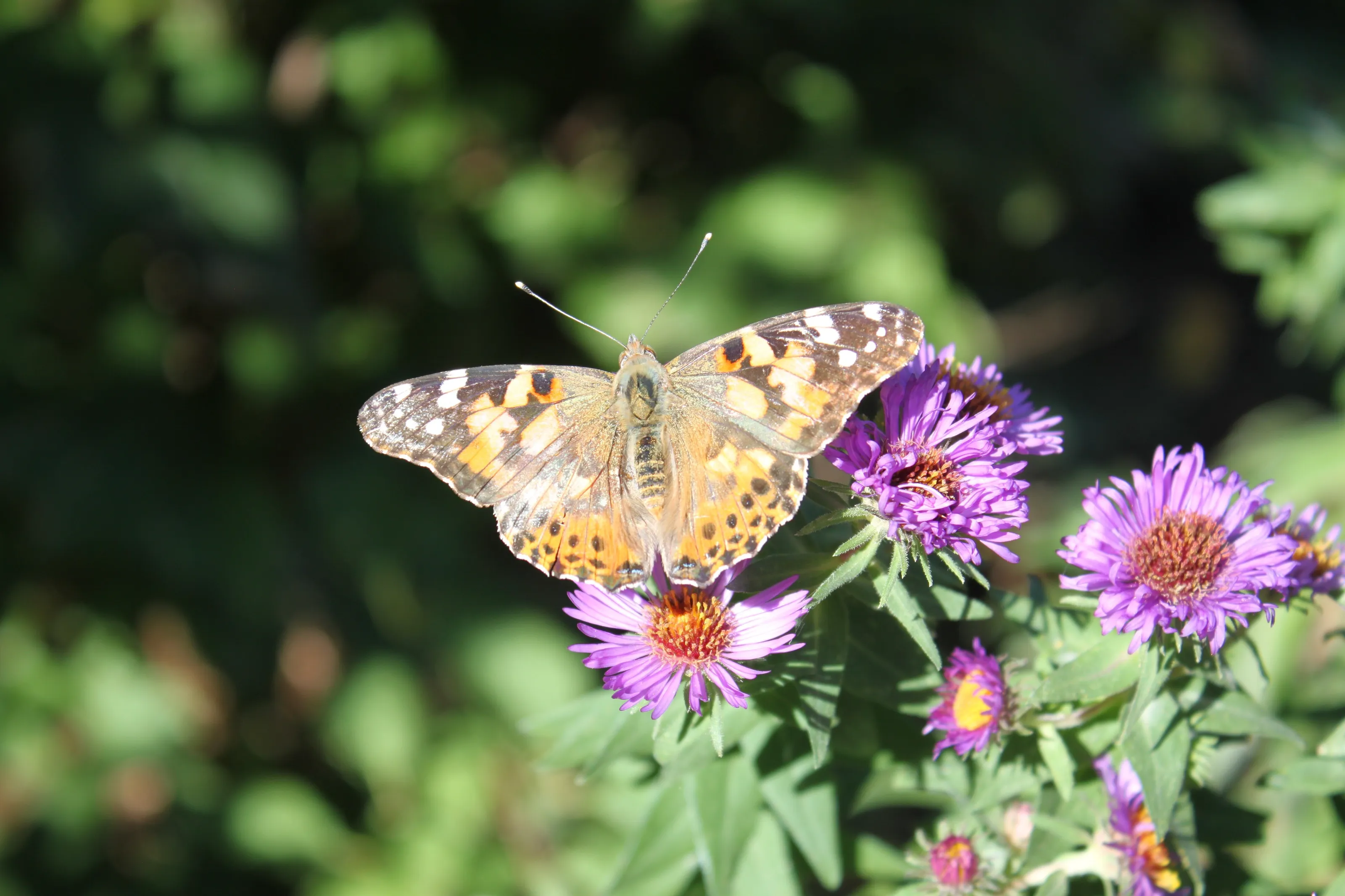 Butterfly on Purple Flowers