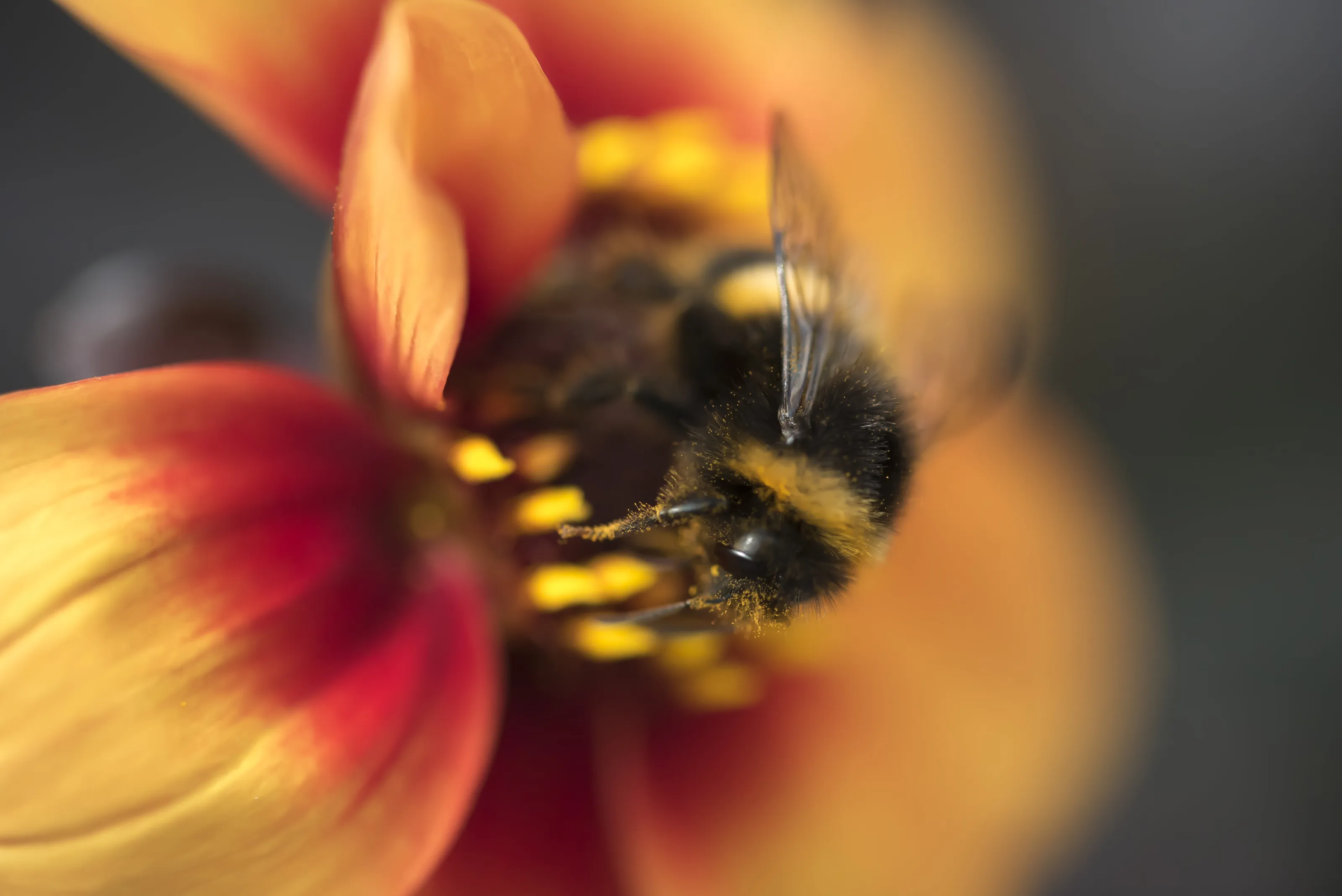 Bee pollinating flower