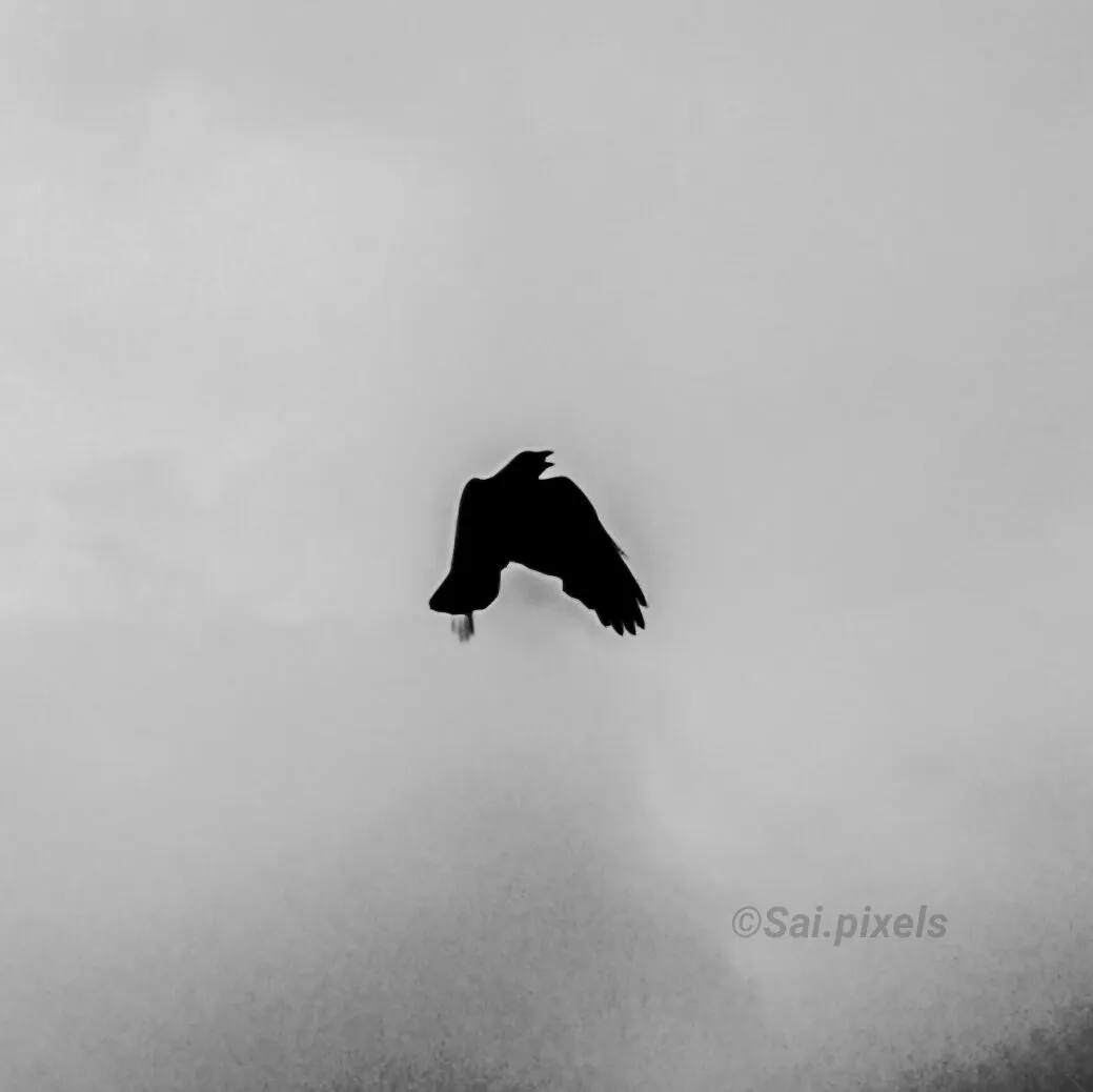 Flying crow