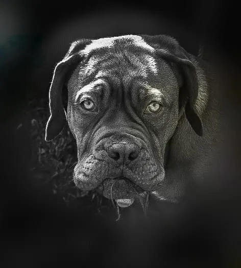 Miss Pepper