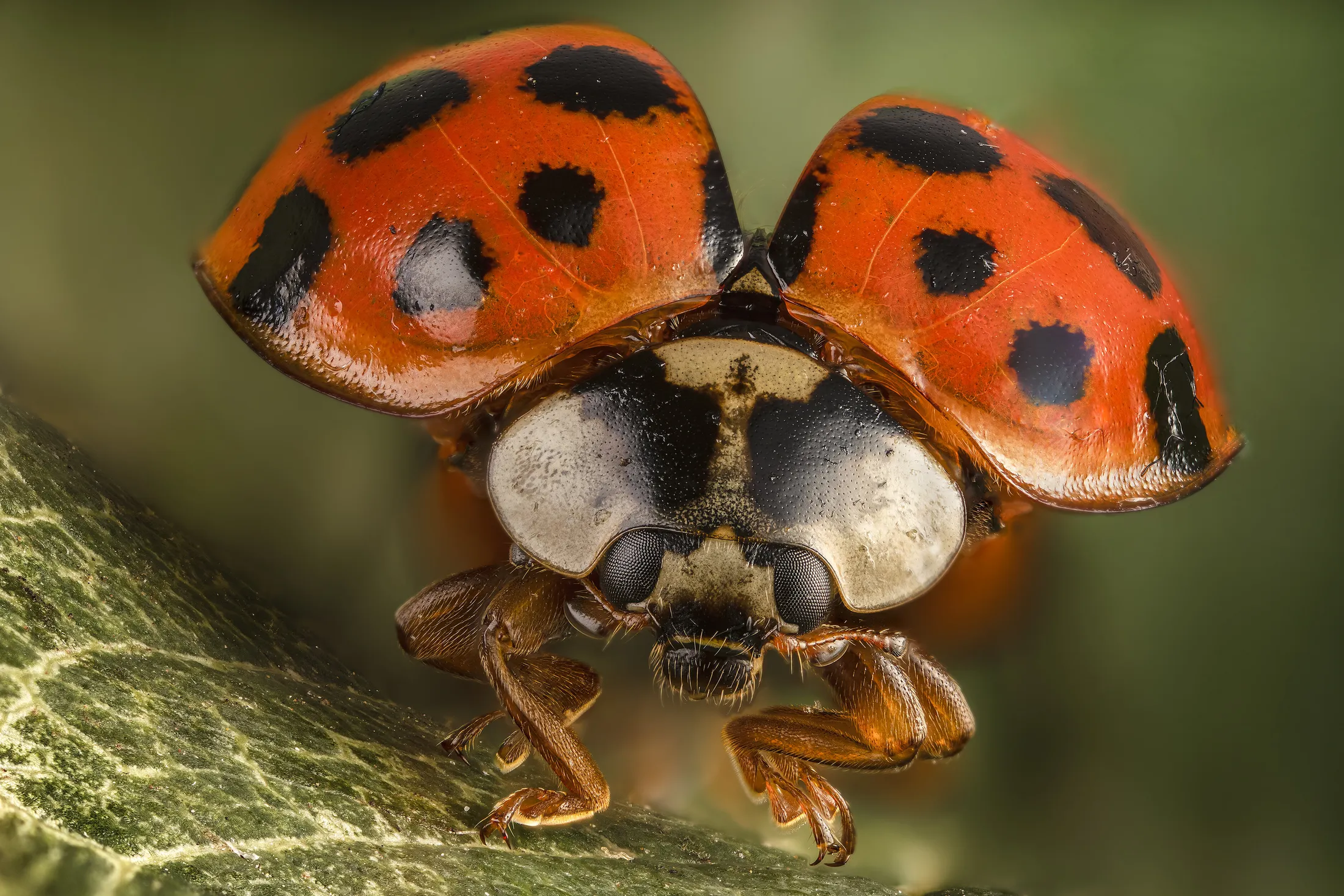Ladybird Take-off