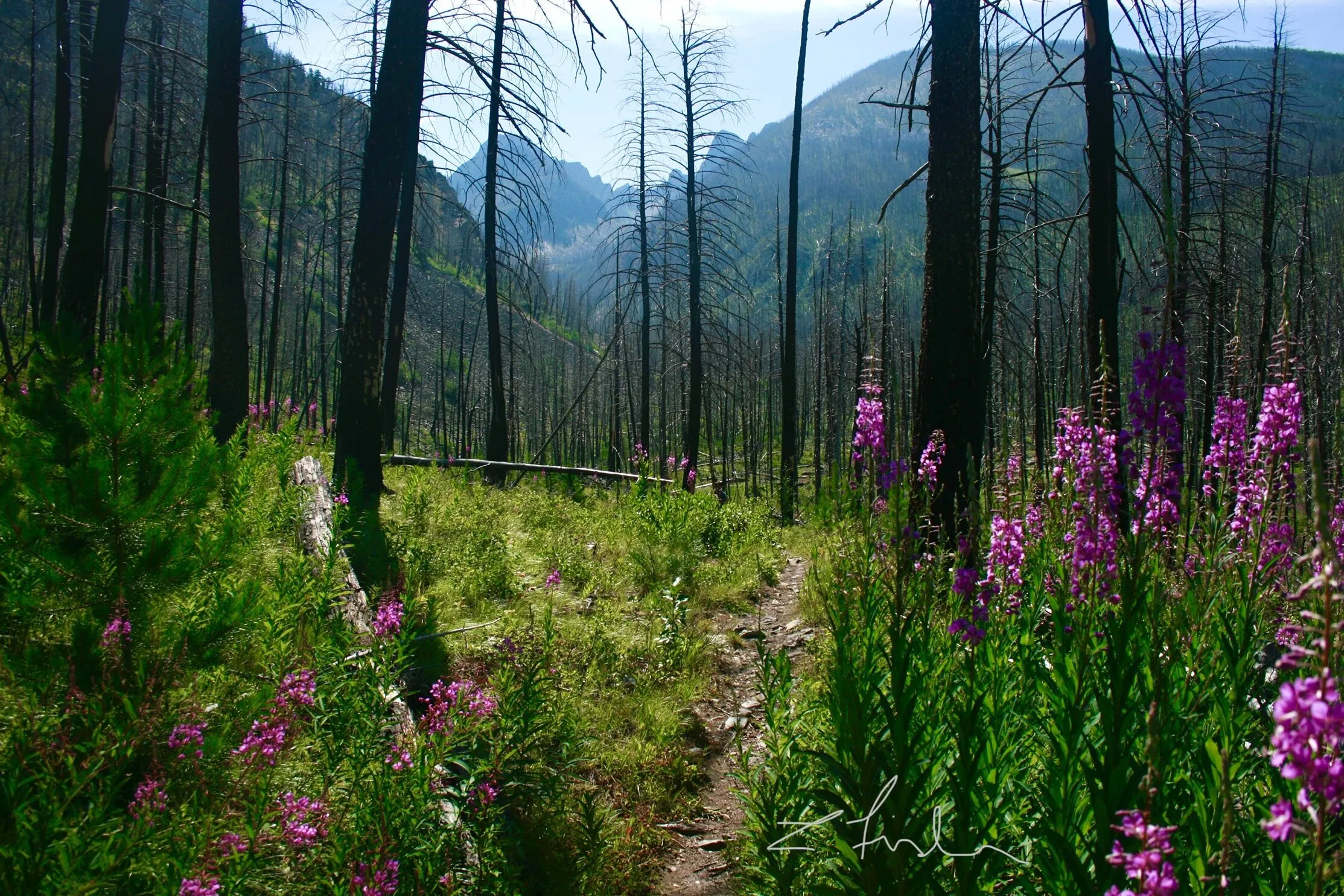 Fireweed and Burn Trees